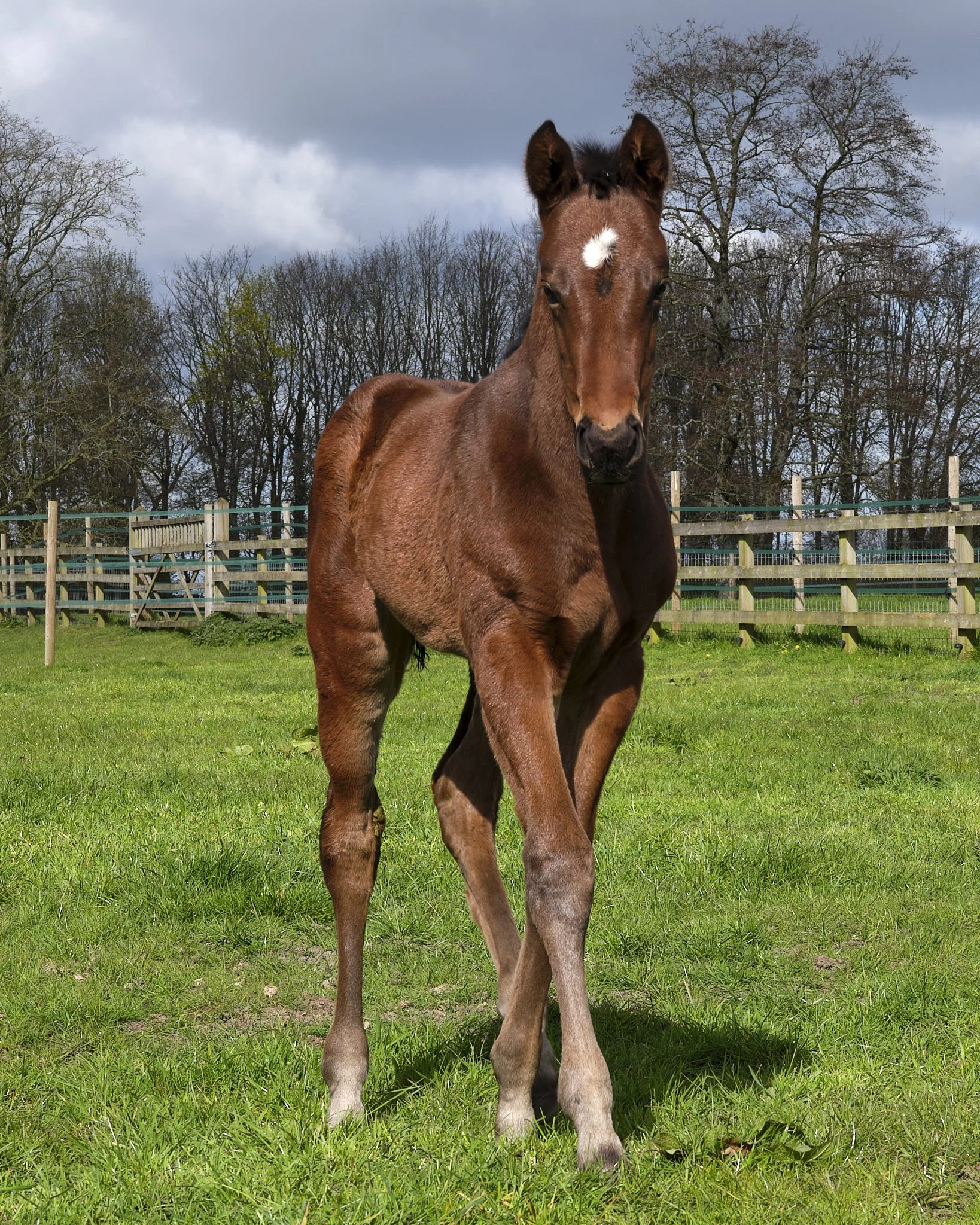 Young brown horse standing on green grass field with a fence and leafless trees in the background under cloudy sky.