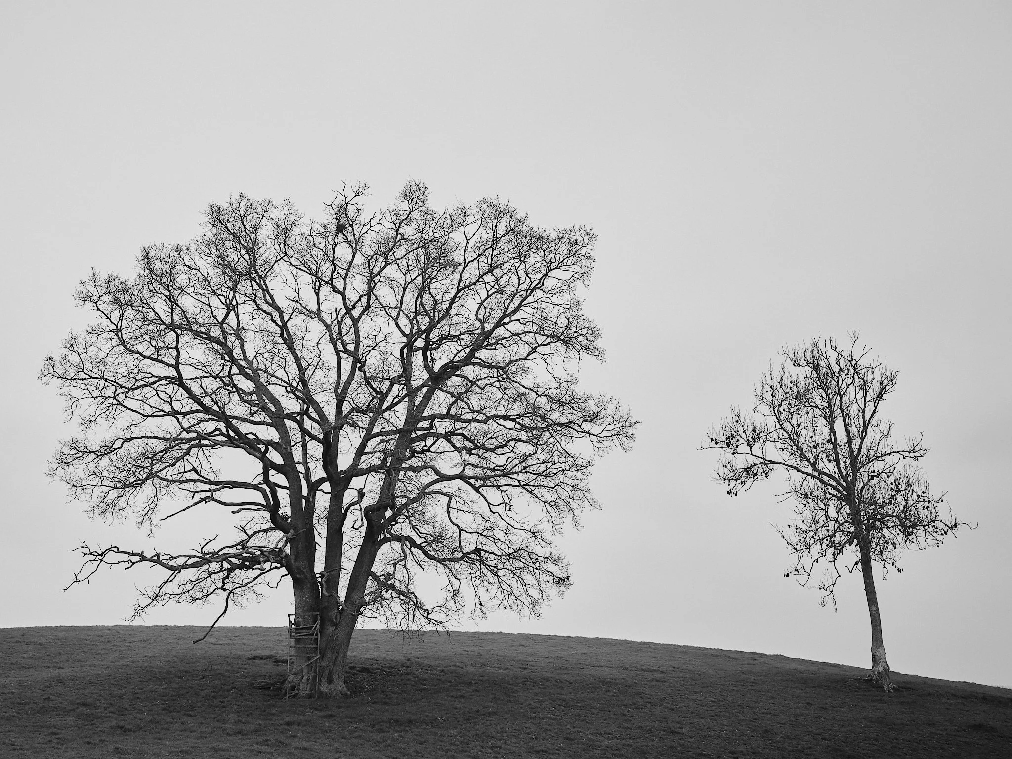 Two leafless trees on a grassy hill under a cloudy sky, one large and full, the other smaller with fewer branches.