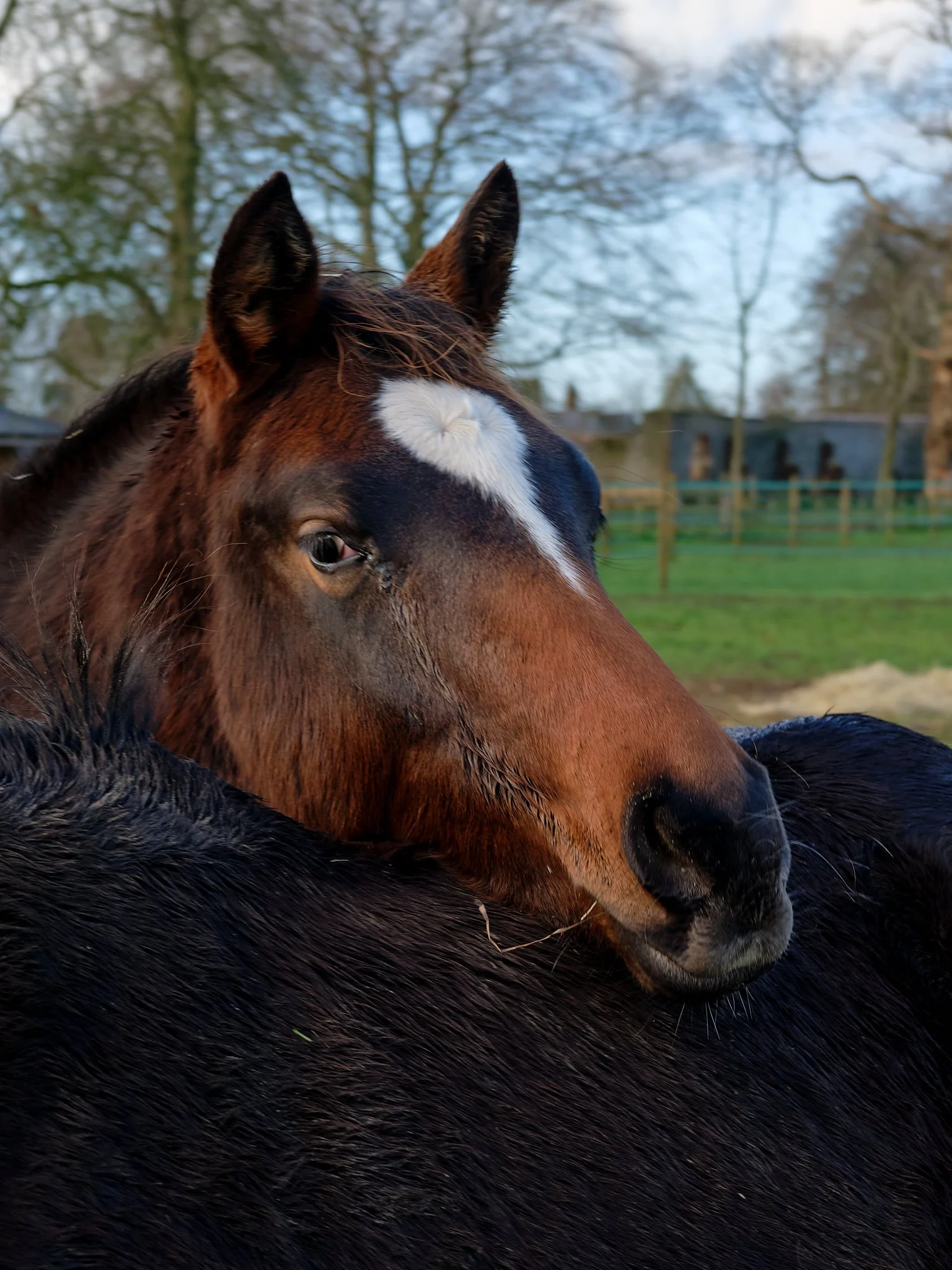 A close-up of a brown and white horse resting its head on a black animal at a farm, with trees and barn in the background.