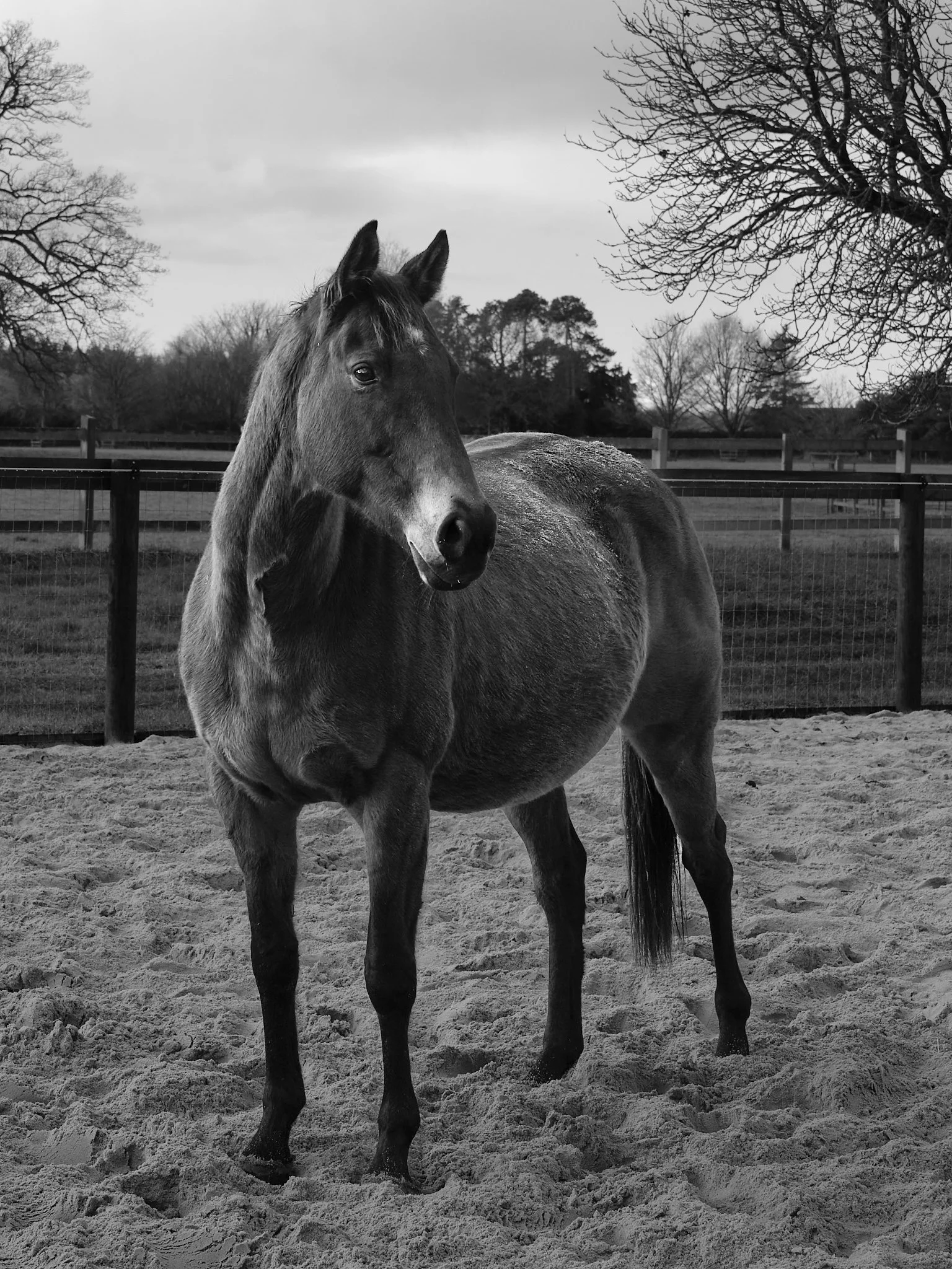 A horse standing in a sandy paddock with trees and a wooden fence in the background, on a cloudy day.