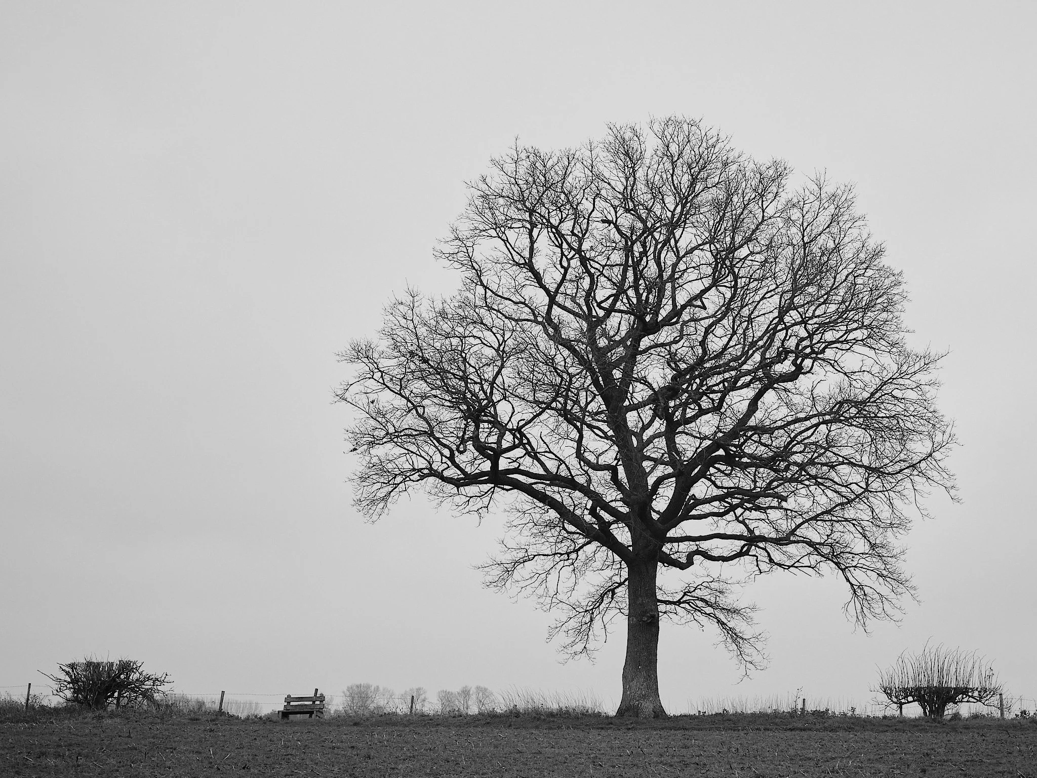 A large, leafless tree on a hilltop with a bench and smaller bushes, overcast sky, black and white photo.