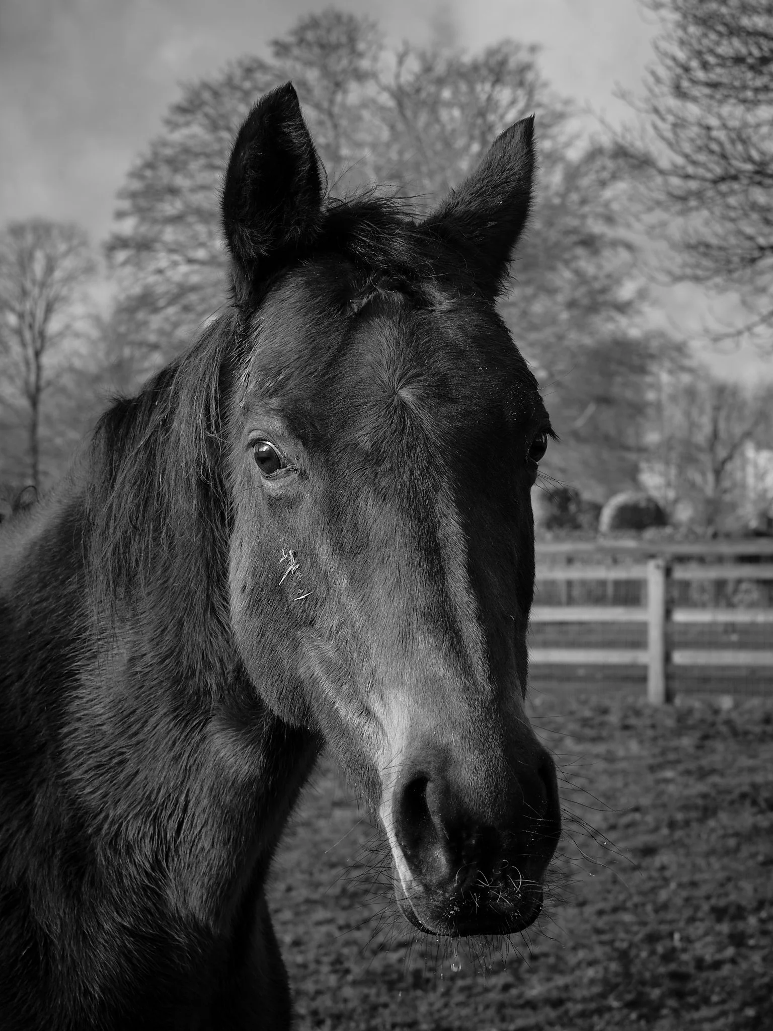 Close-up black and white photo of a horse's face with a focused gaze outdoors, with trees and a fence in the background.
