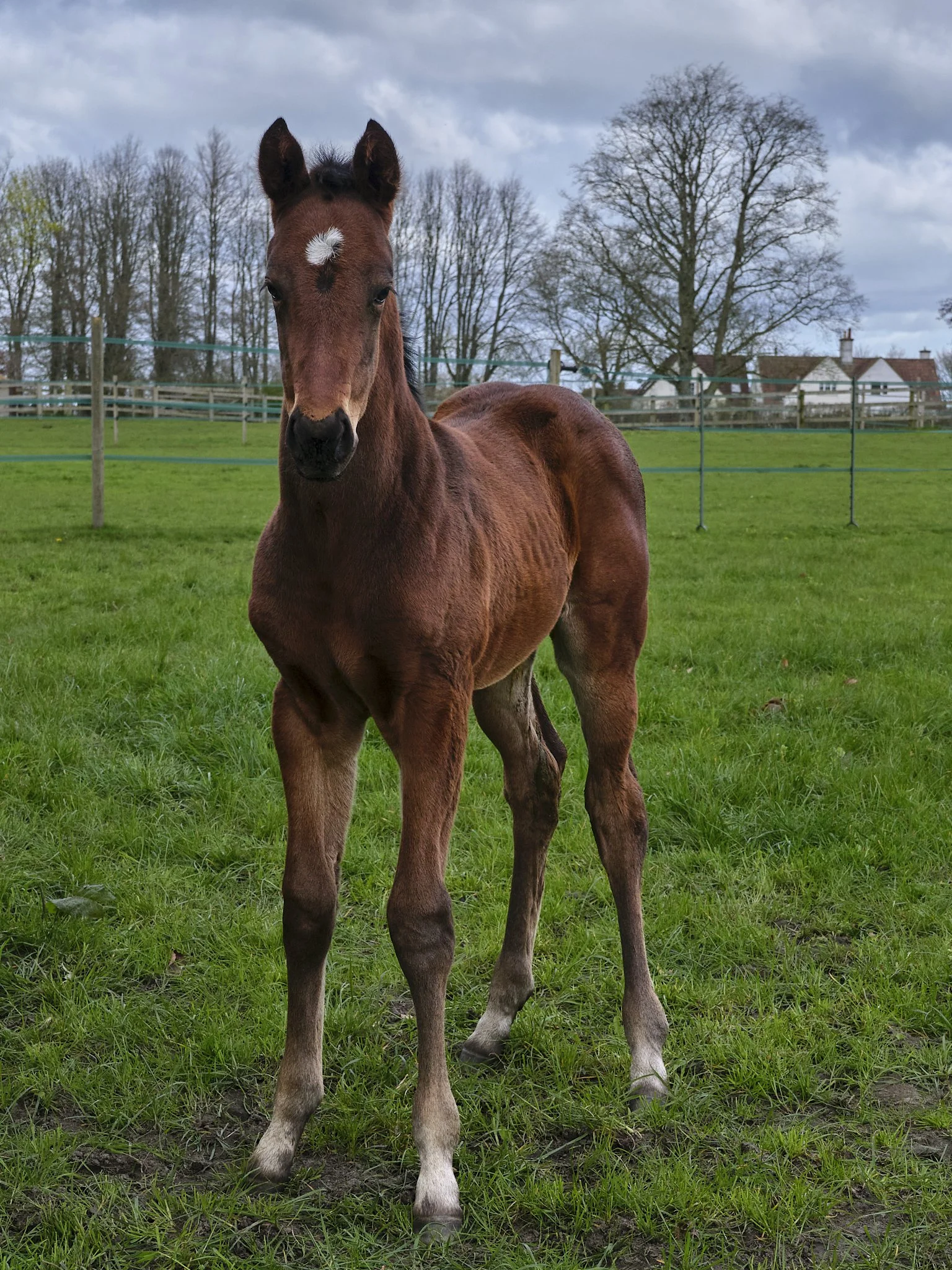 A young brown foal standing on green grass in a fenced field, with leafless trees and houses in the background under a cloudy sky.