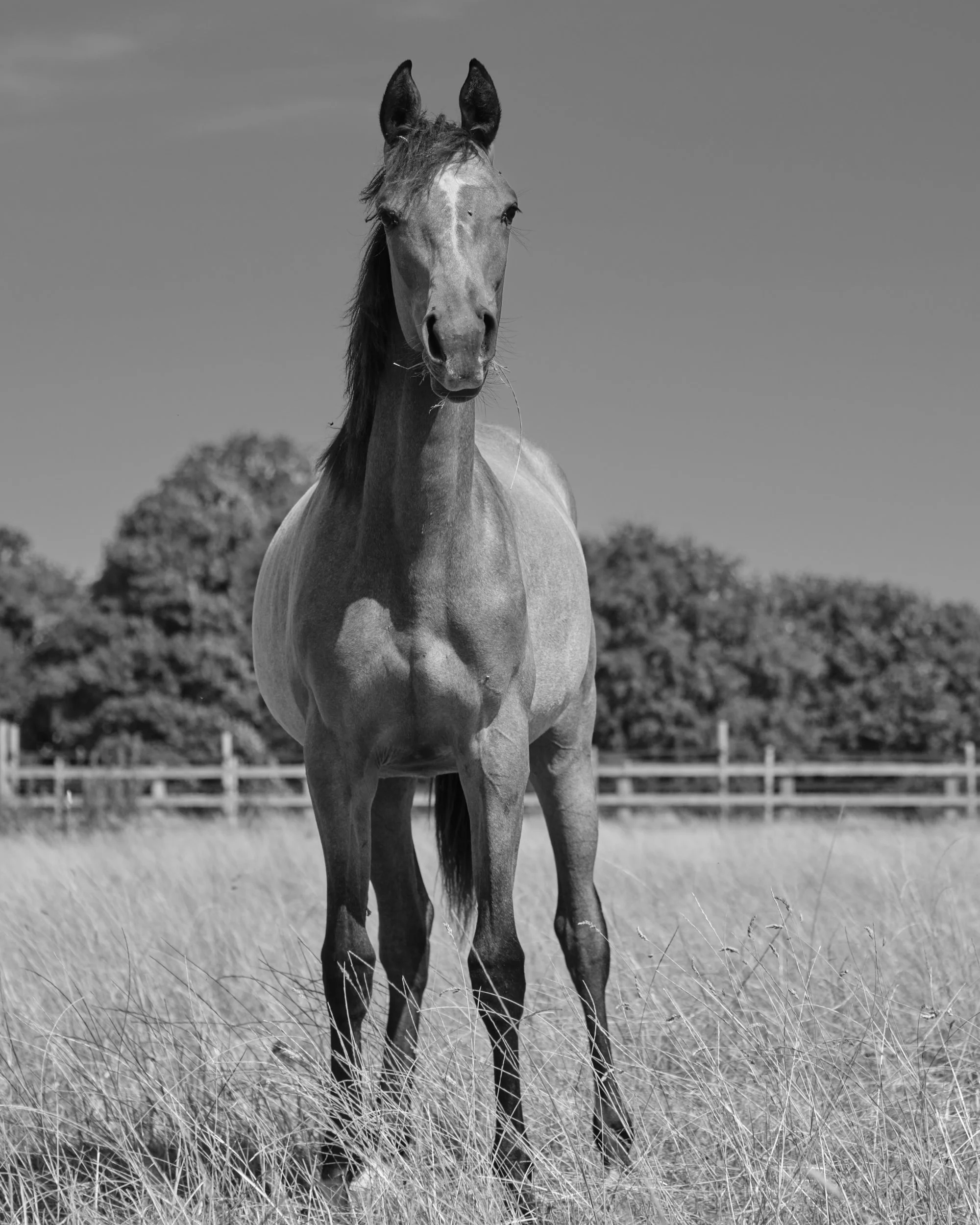 A horse standing in a grassy field with trees and a fence in the background, black and white photograph.