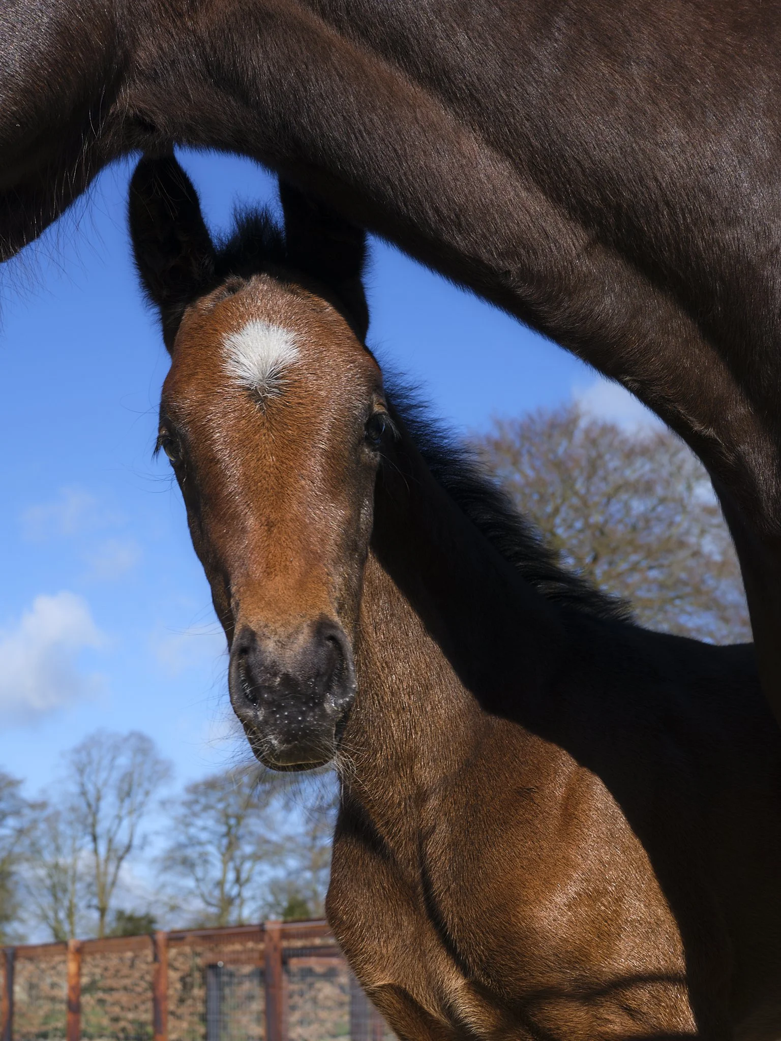Close-up of a young foal's face with a white star on its forehead, under the body of an adult horse, with blue sky and trees in the background.