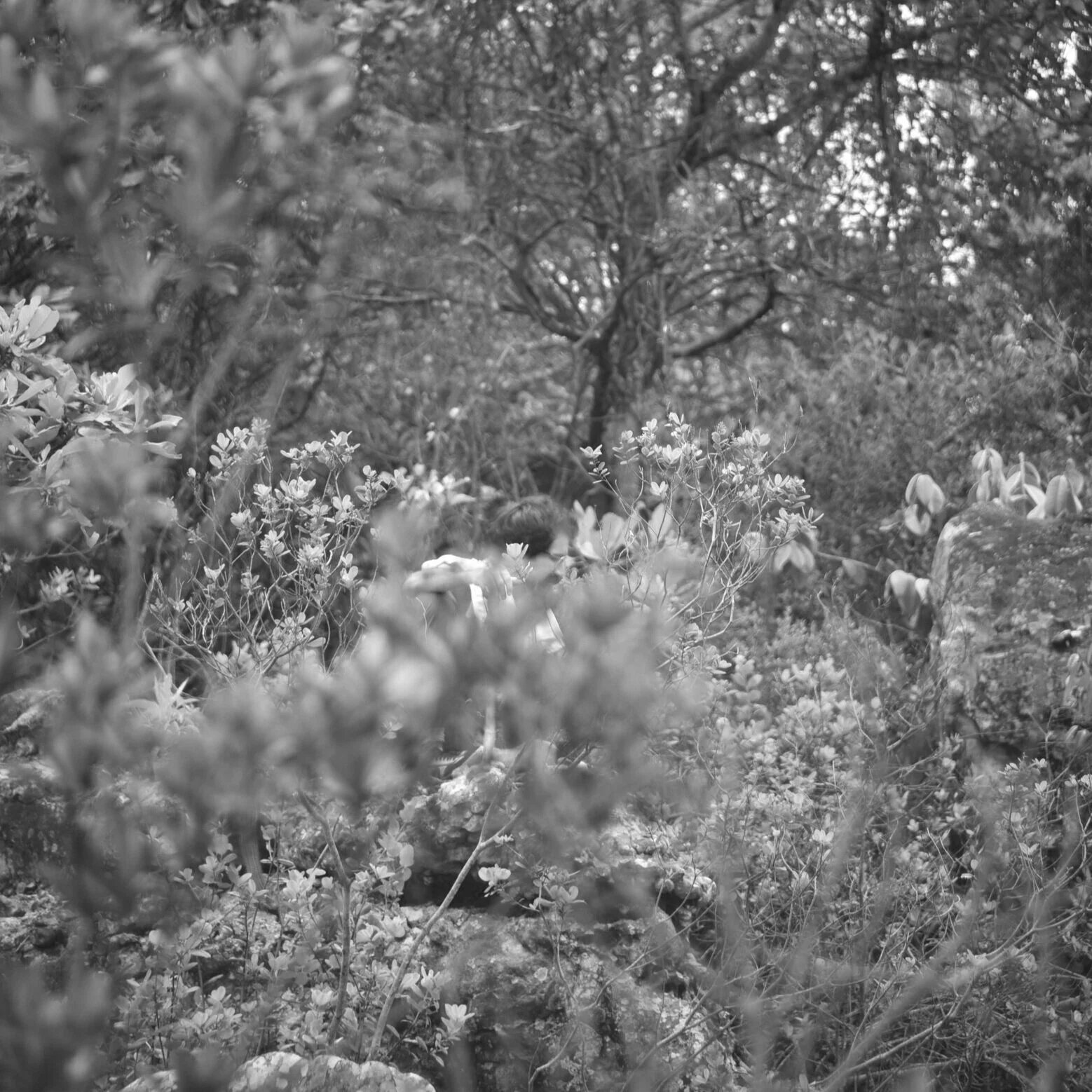 Black and white photo of children exploring a leafy garden with bushes and trees.