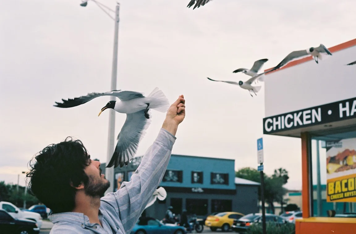 The author summoning a gull army.