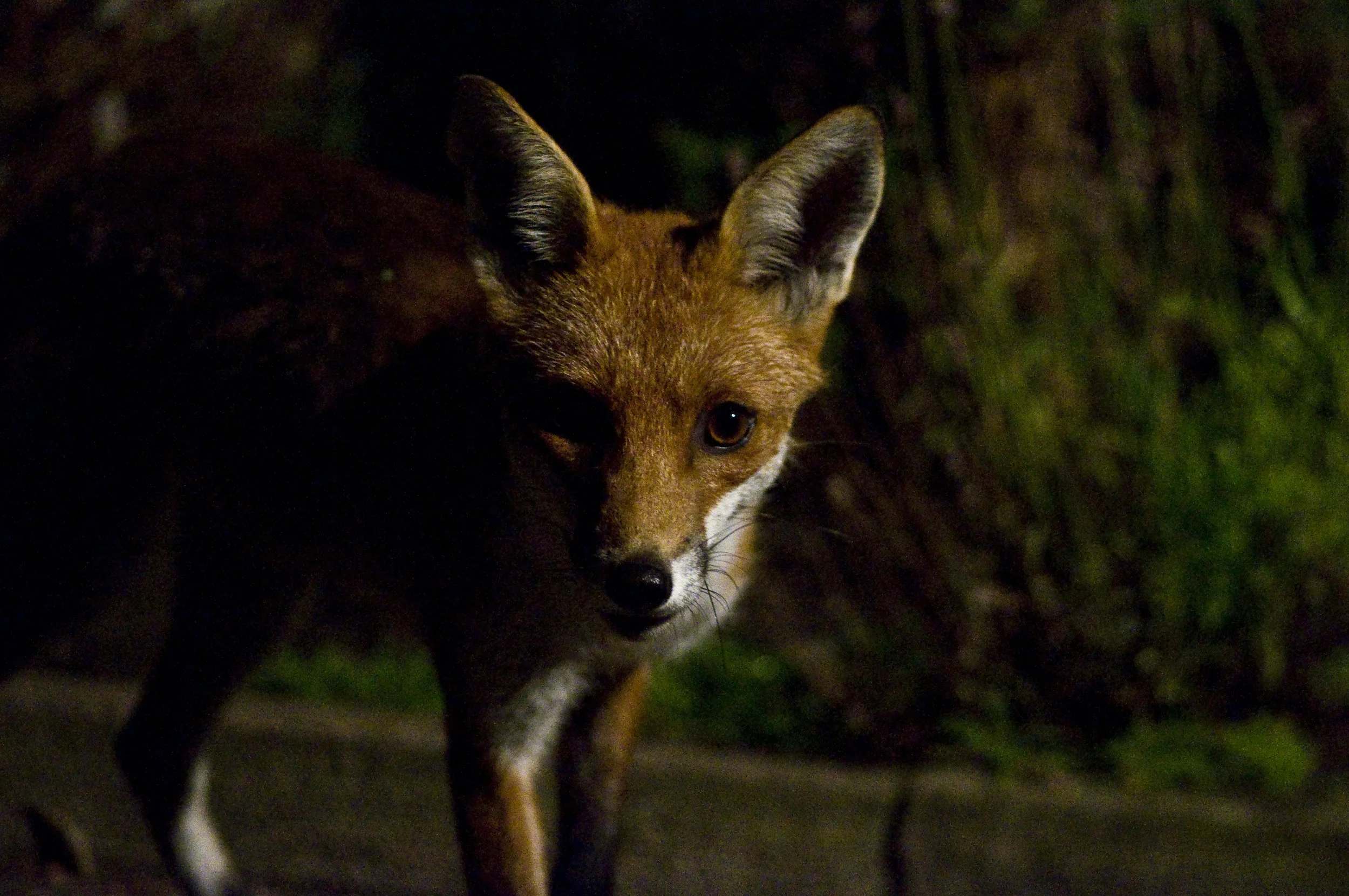Fox at night, knowing things. (photo credit: edinburghwildlife.wordpress.com)