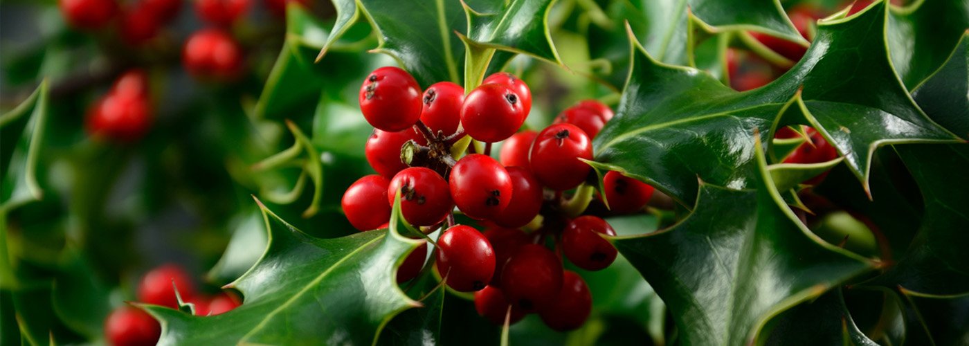 “She was as prickly as that holly bush.”