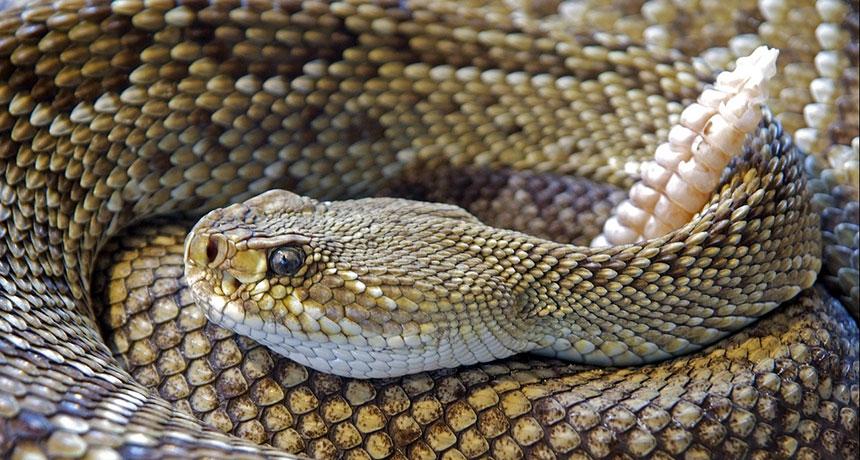 “We settled on a rattlesnake.”