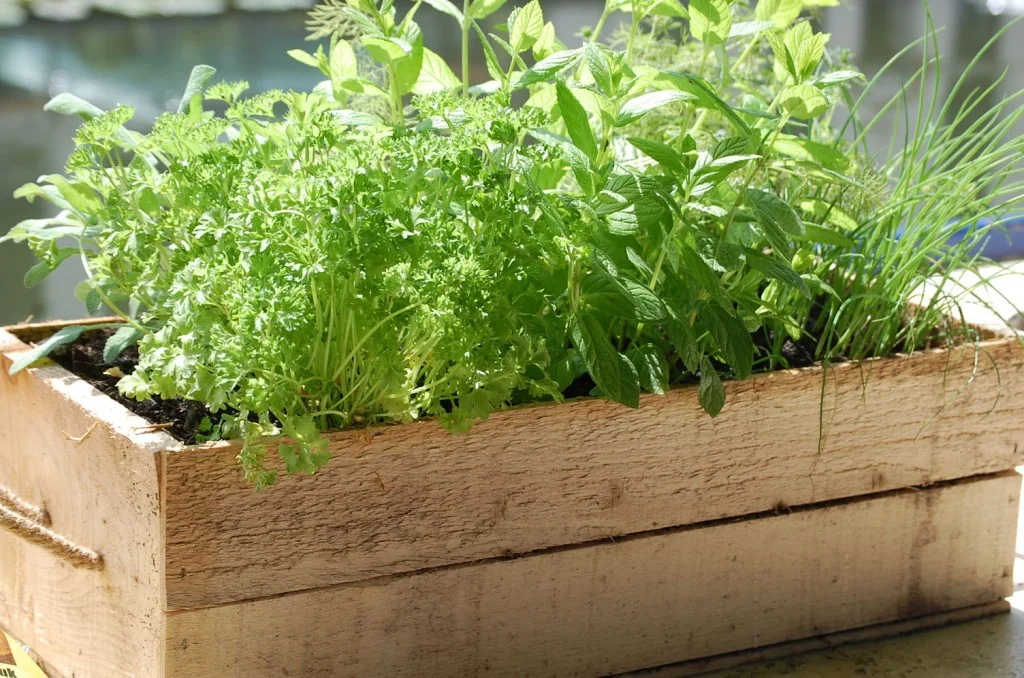 “They brew their own beer and have an herb garden in a box outside of their window instead of a brick wall and the smell of wet trash.”