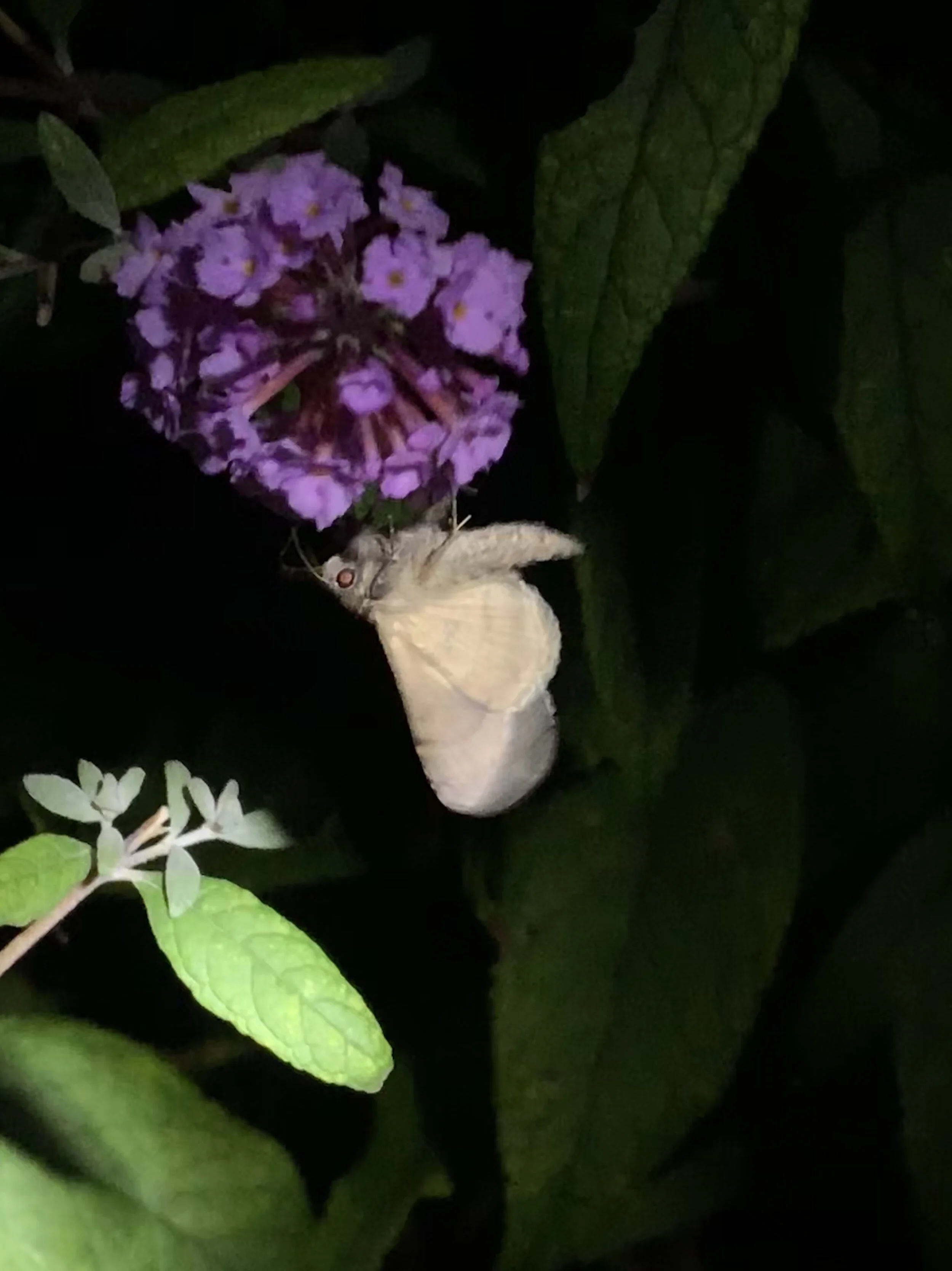 “It looks like a ghost,” she mutters. “Check out its eyes.” (photo credit: Siena Oristaglio)