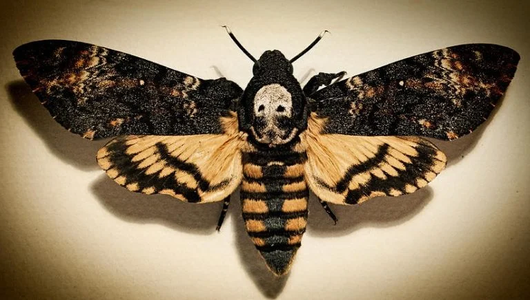 Alice's Moth
