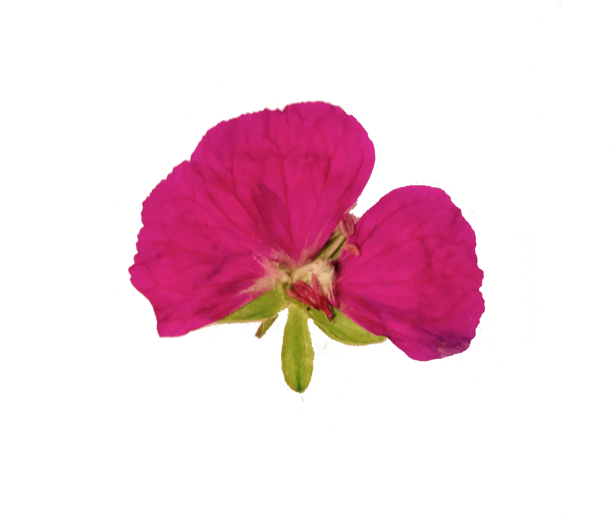 Flower1.jpg