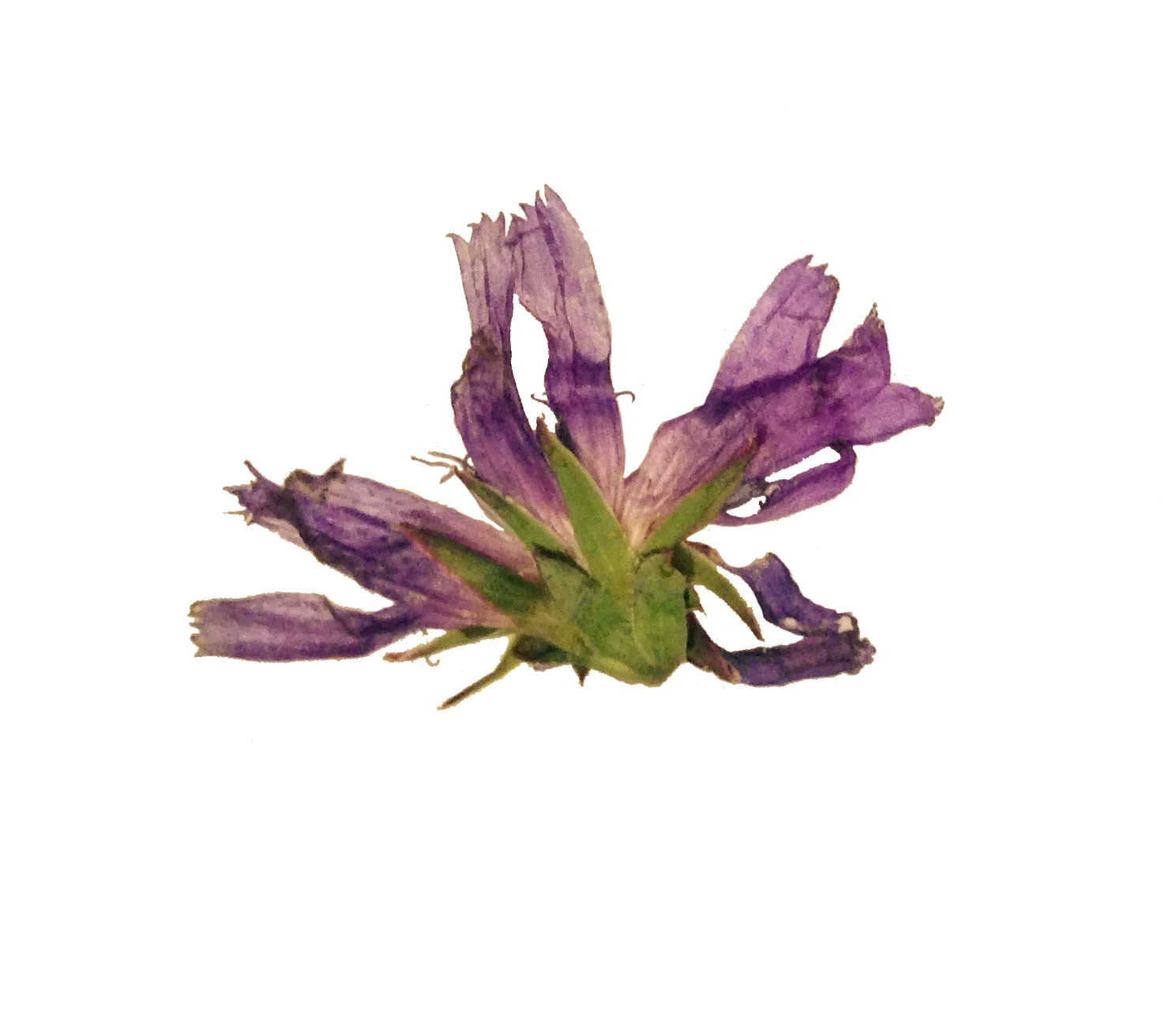 Flower2.jpg