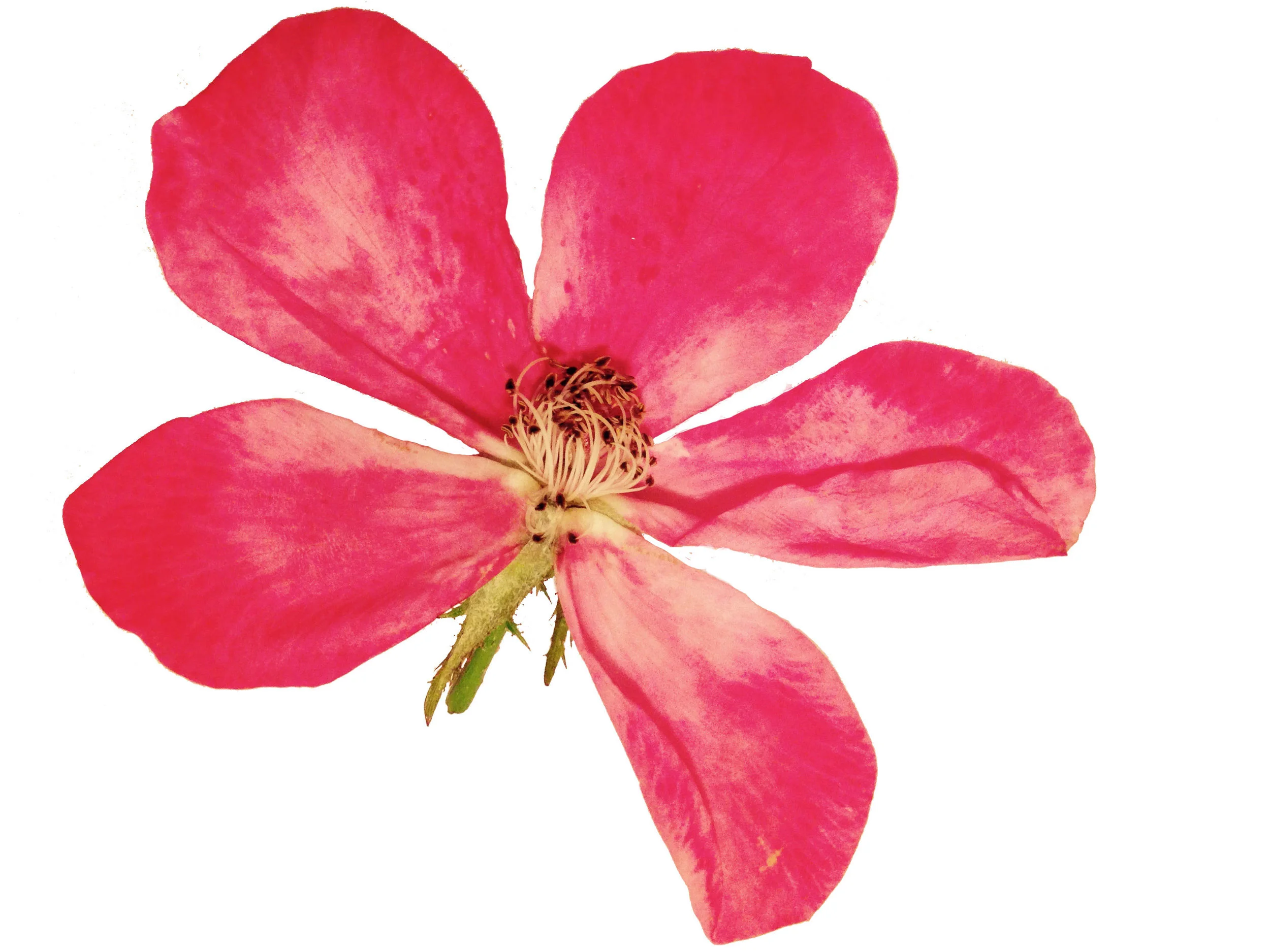 Flower3.jpg