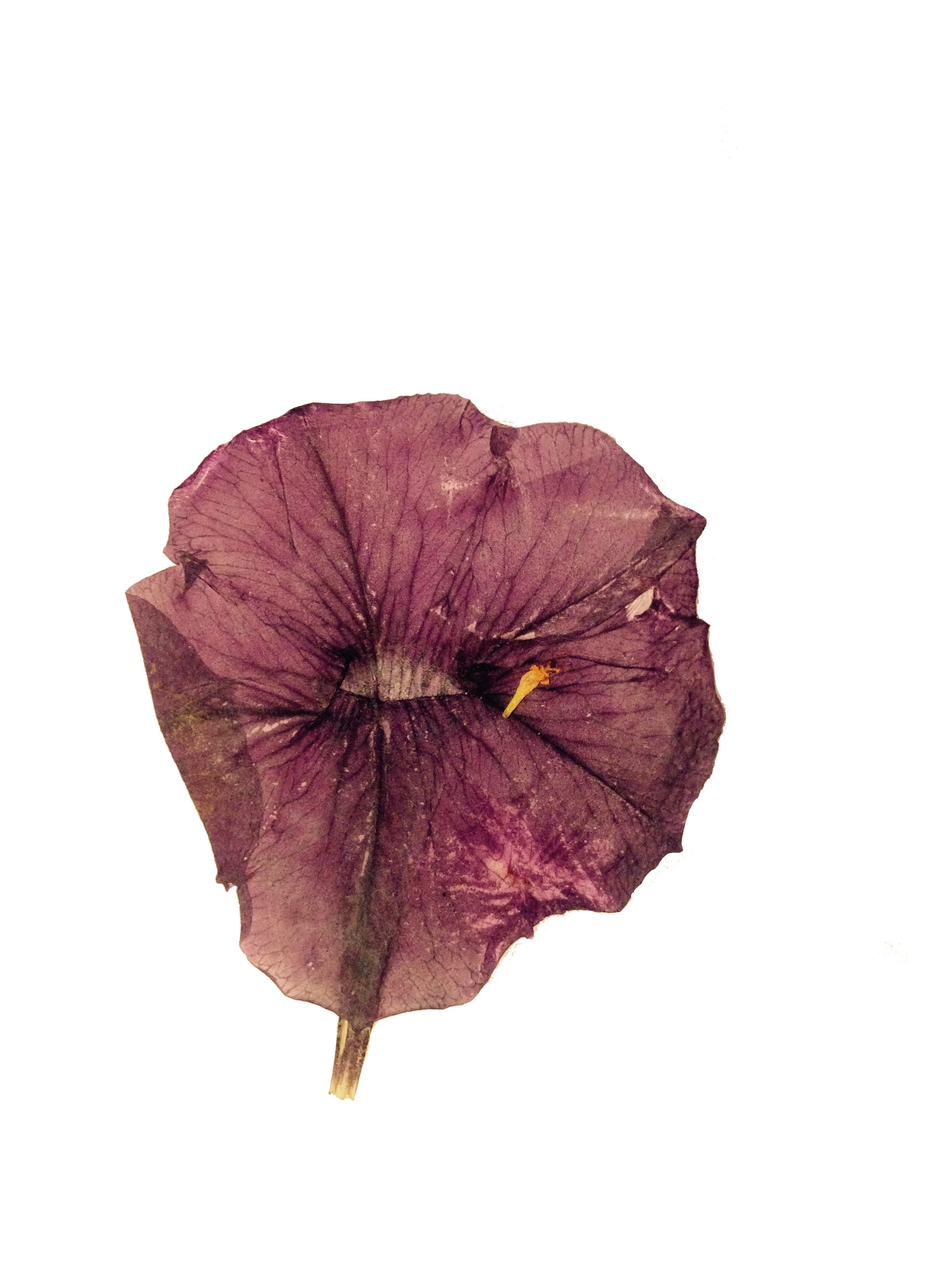 Flower4.jpg