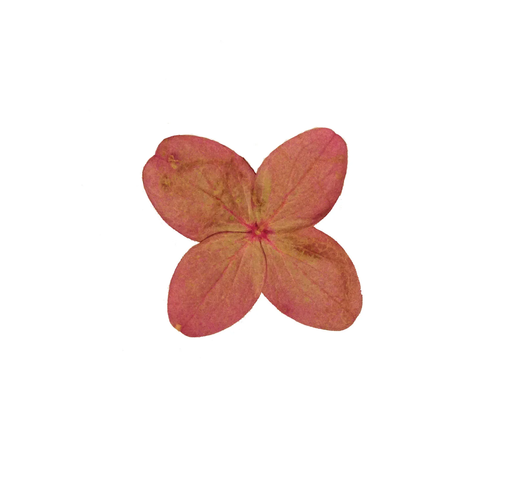 Flower6.jpg
