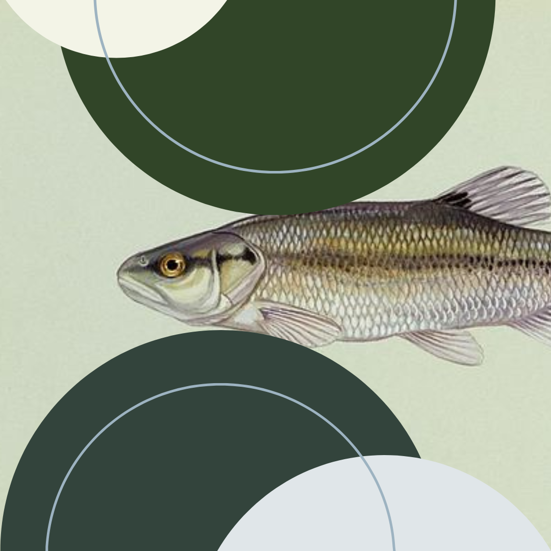 “The Shape of Things is Rarely a Line” &amp; “The Magic of Eating Garbage”