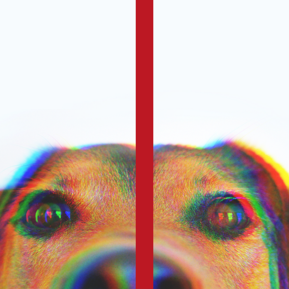 Dogs Who Break My Heart