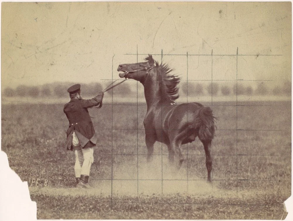 “Before Surgery” &amp; “Horse Movie”