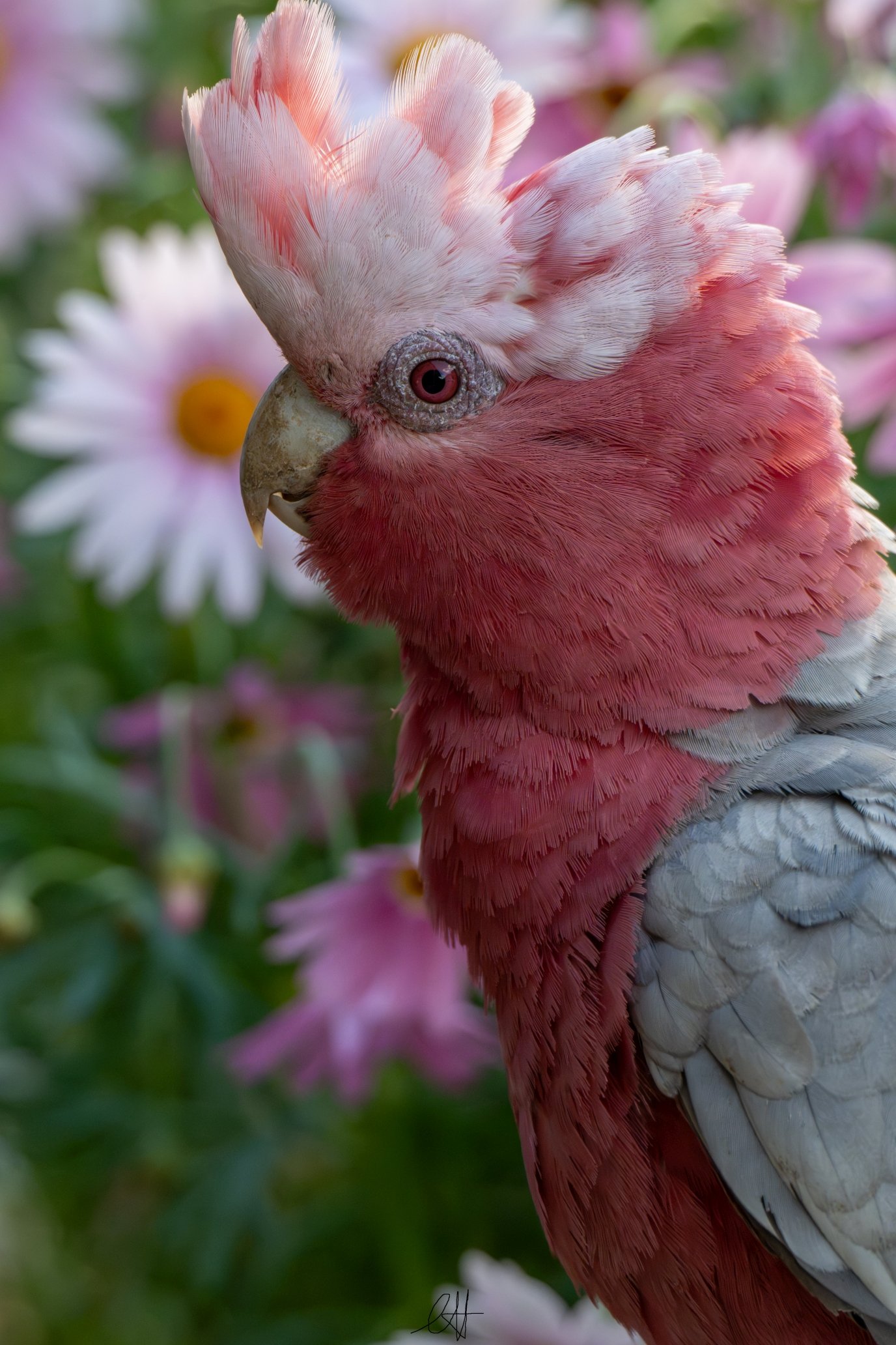 DSC_9749s.jpg
