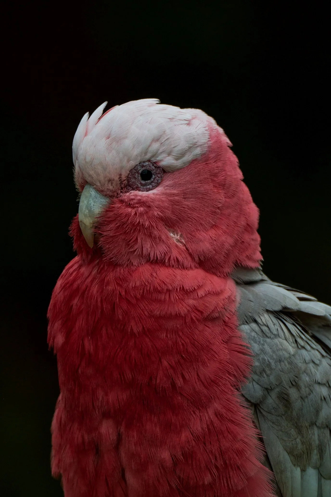 DSC_9512s.jpg