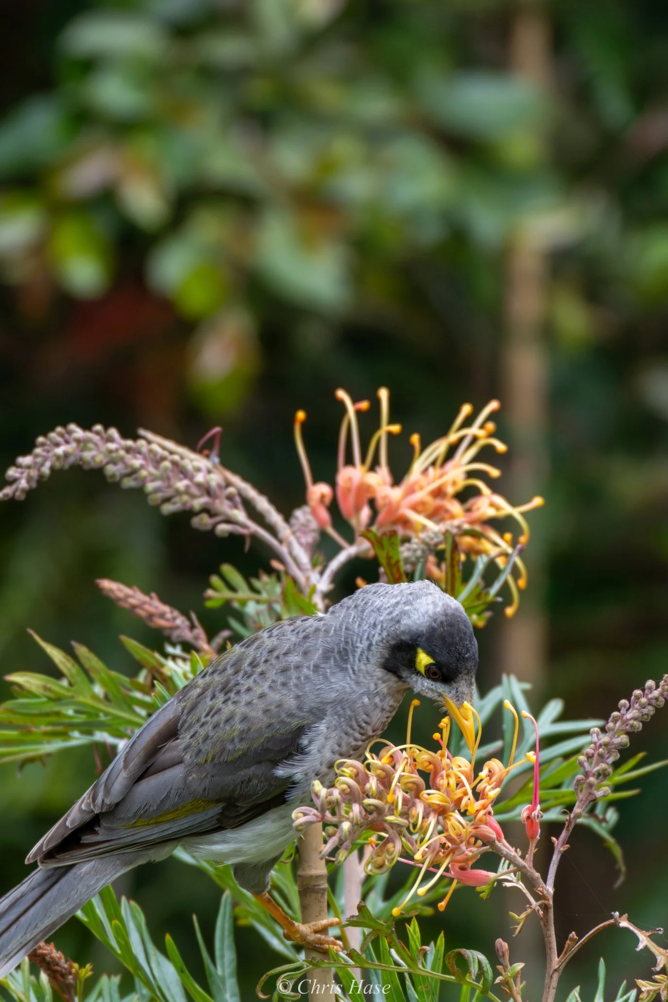 DSC_7042s1.jpg