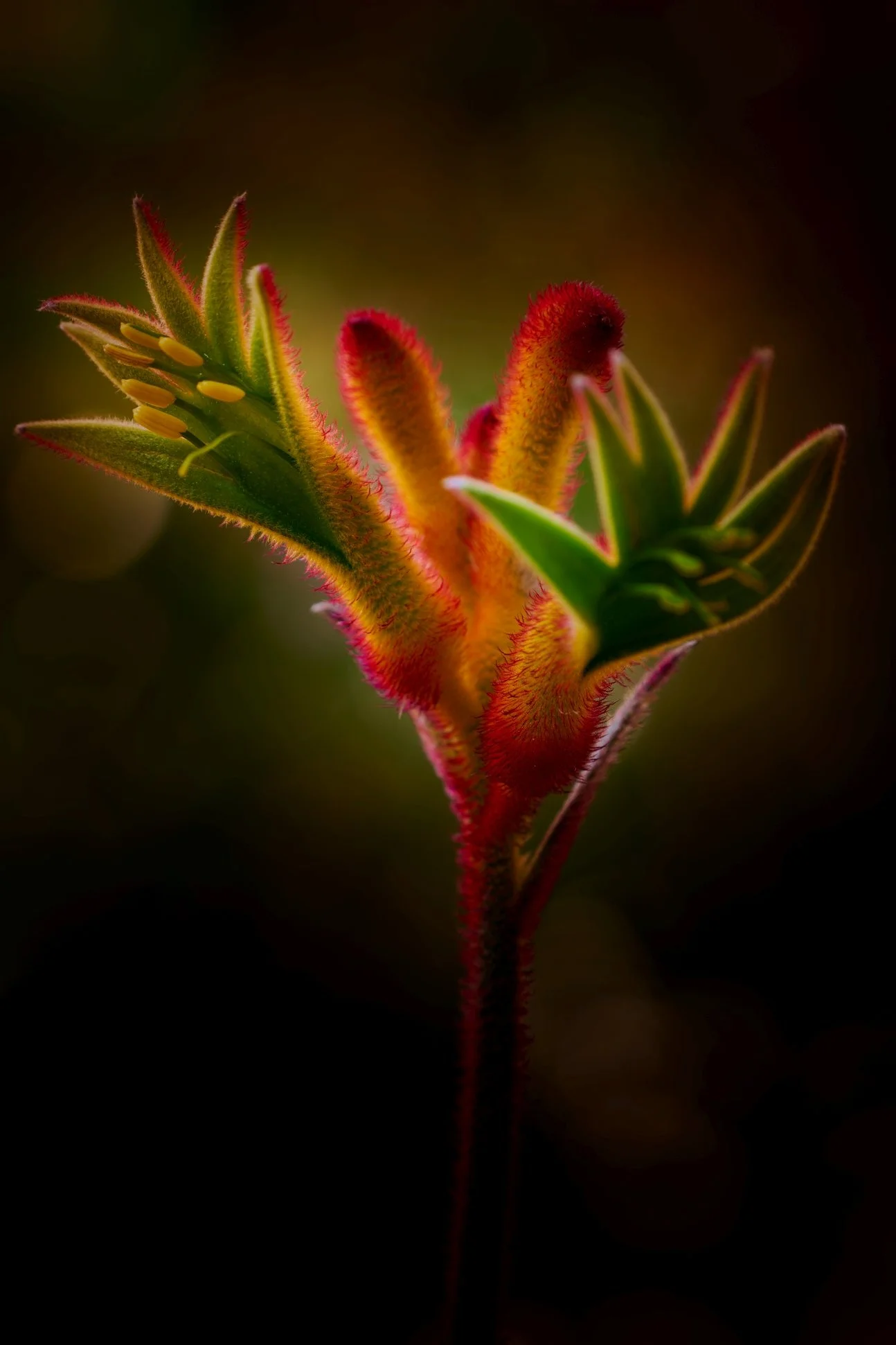 DSC_6377 4s.jpg