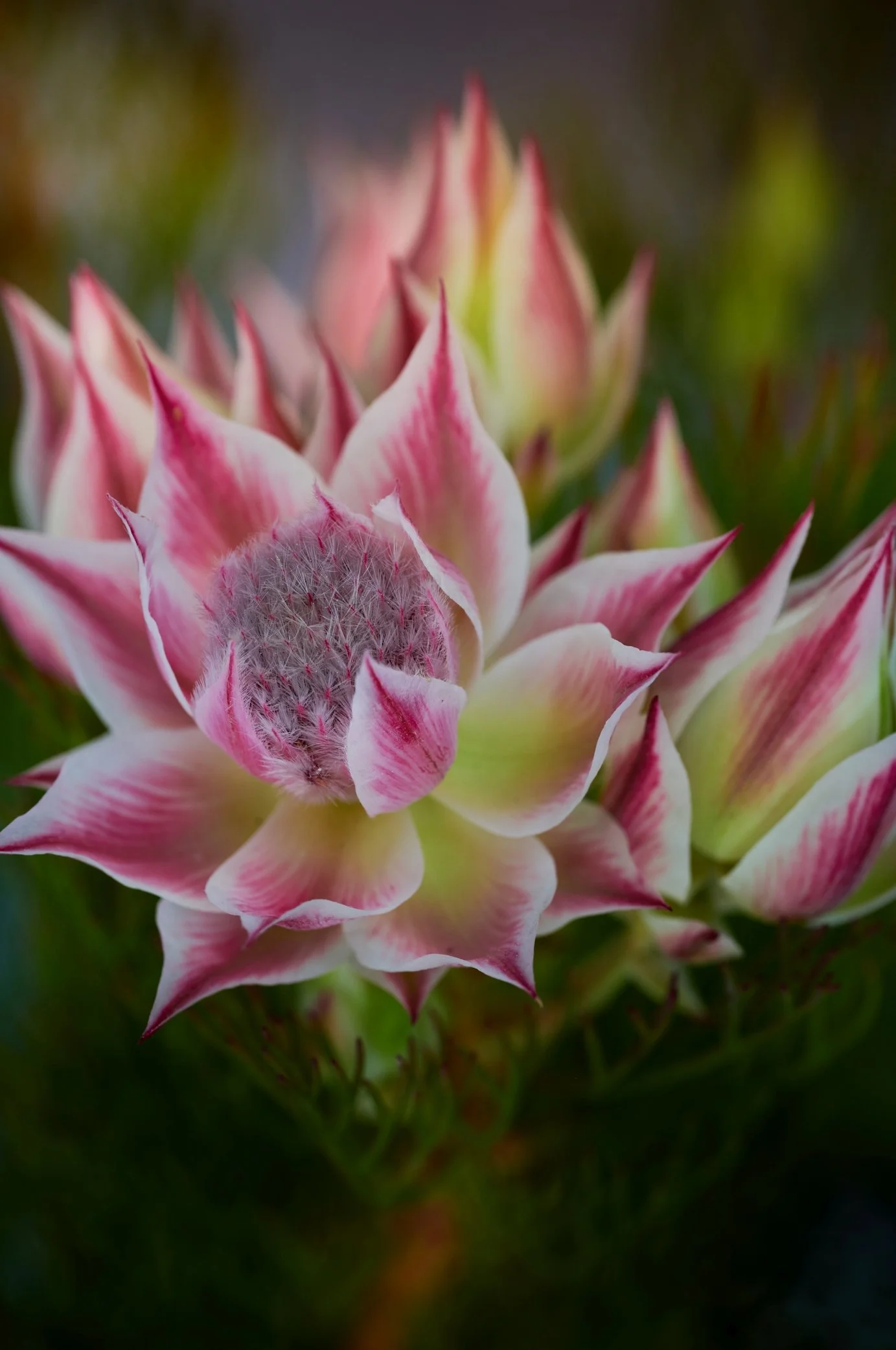 Close-up of a pink and white flower with spiky petals and a fuzzy central core.