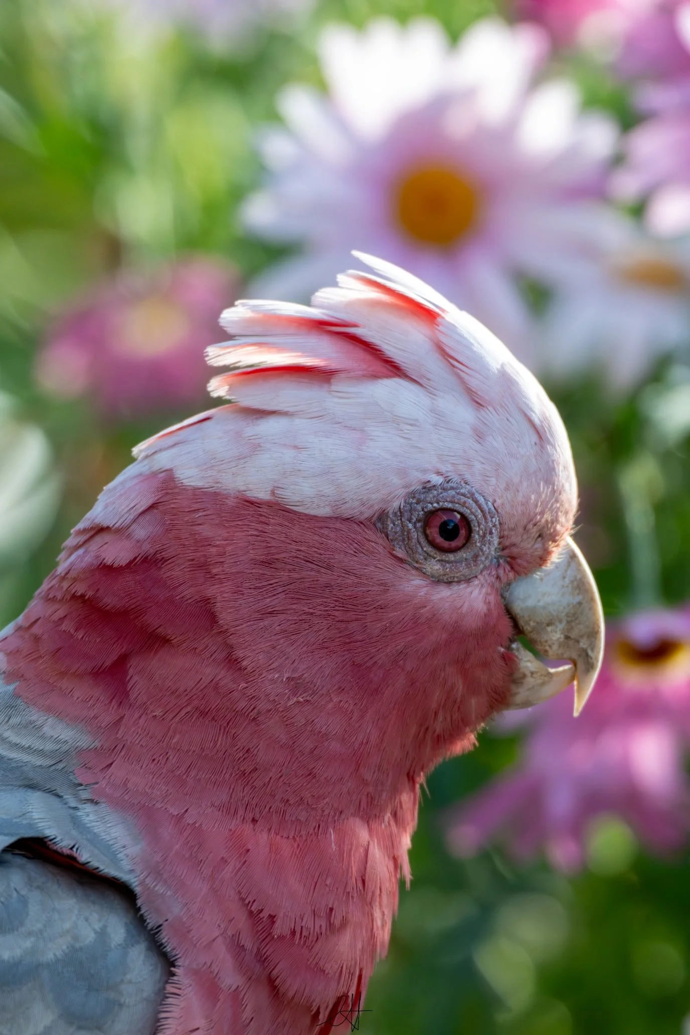DSC_9700s.jpg