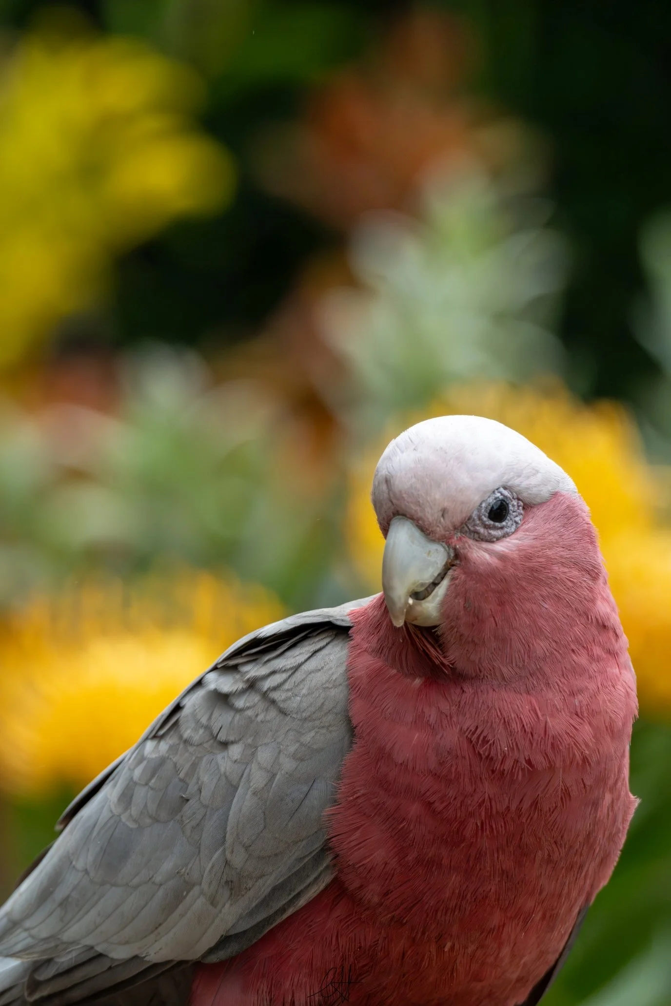 DSC_7822s.jpg