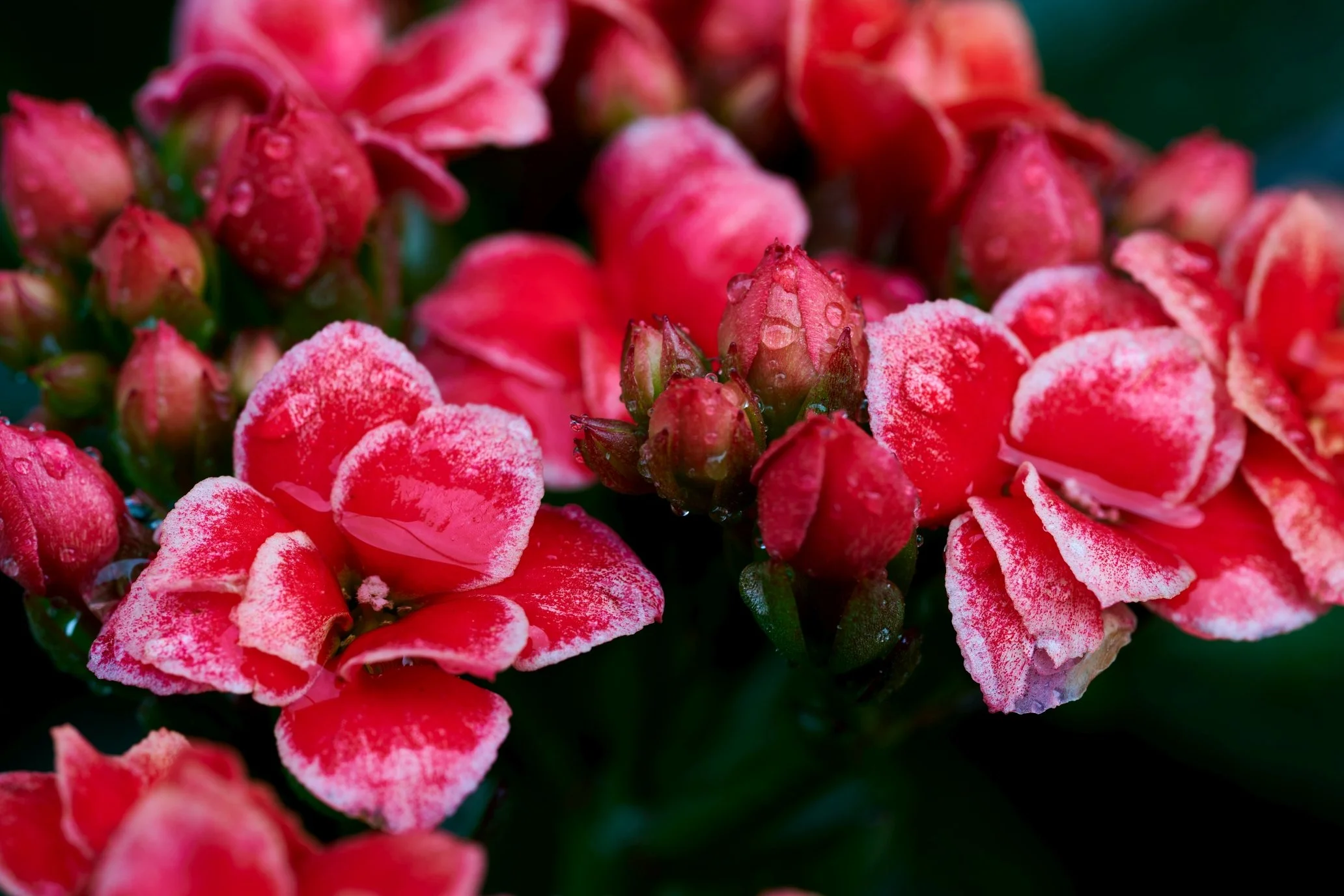 DSC_5254s.jpg