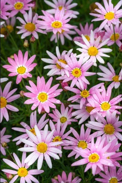 Screenshot 2026-04-21 183758s.jpg