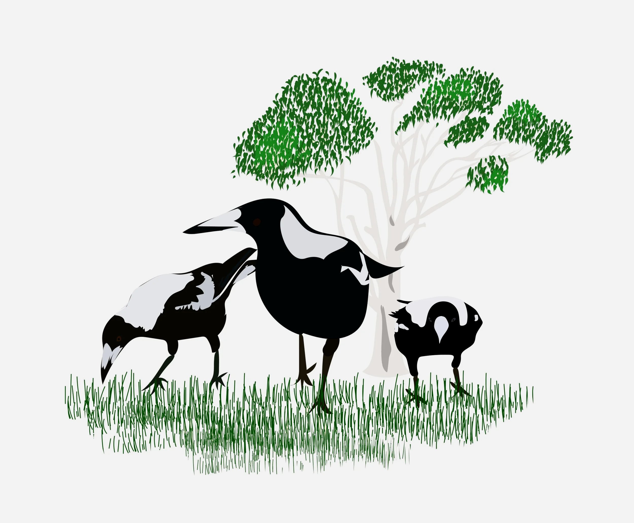 Illustration of three black and white magpies on grass in front of a tree with green leaves.