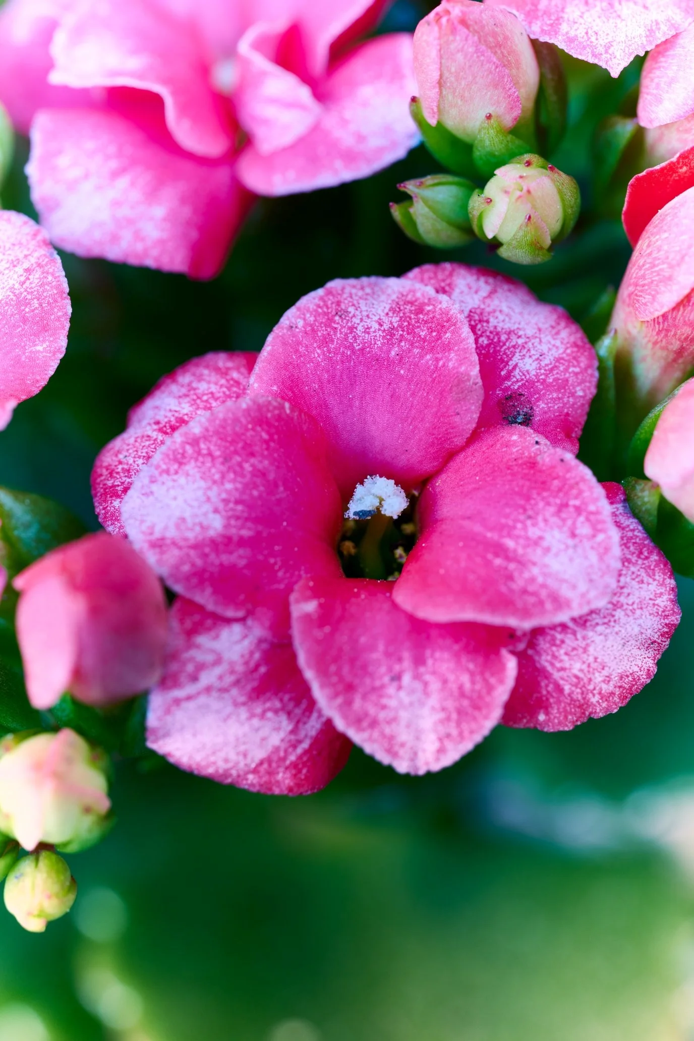 Close-up of pink flowers with weathered look on petals, some buds surrounding the blooms.