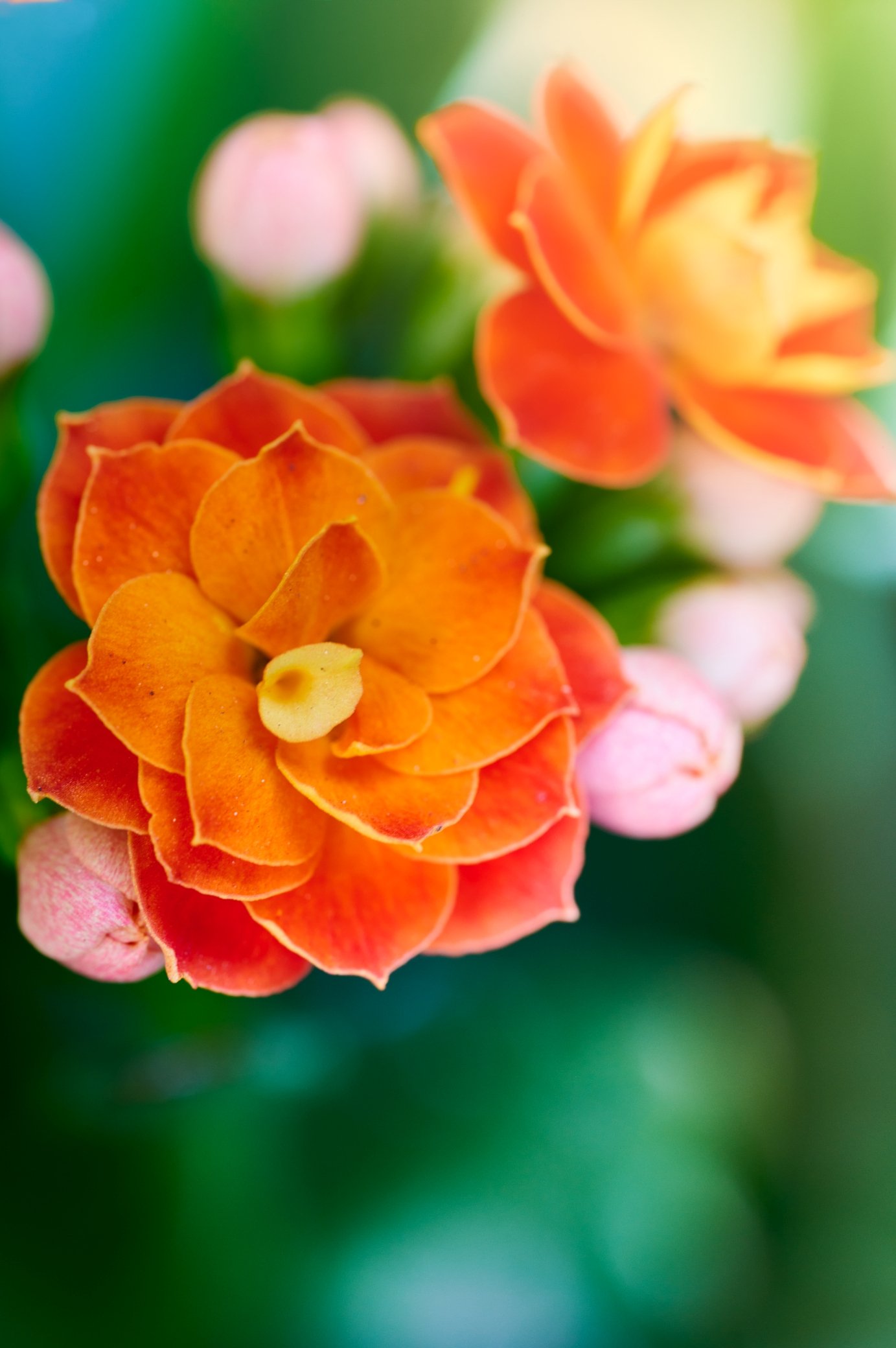 Close-up of vibrant orange and pink flowers with green blurred background.