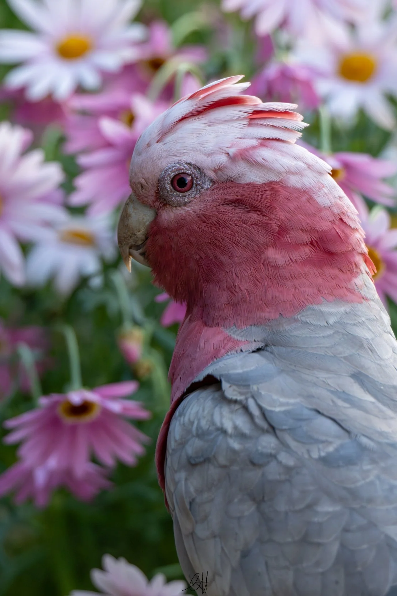 DSC_9727s.jpg