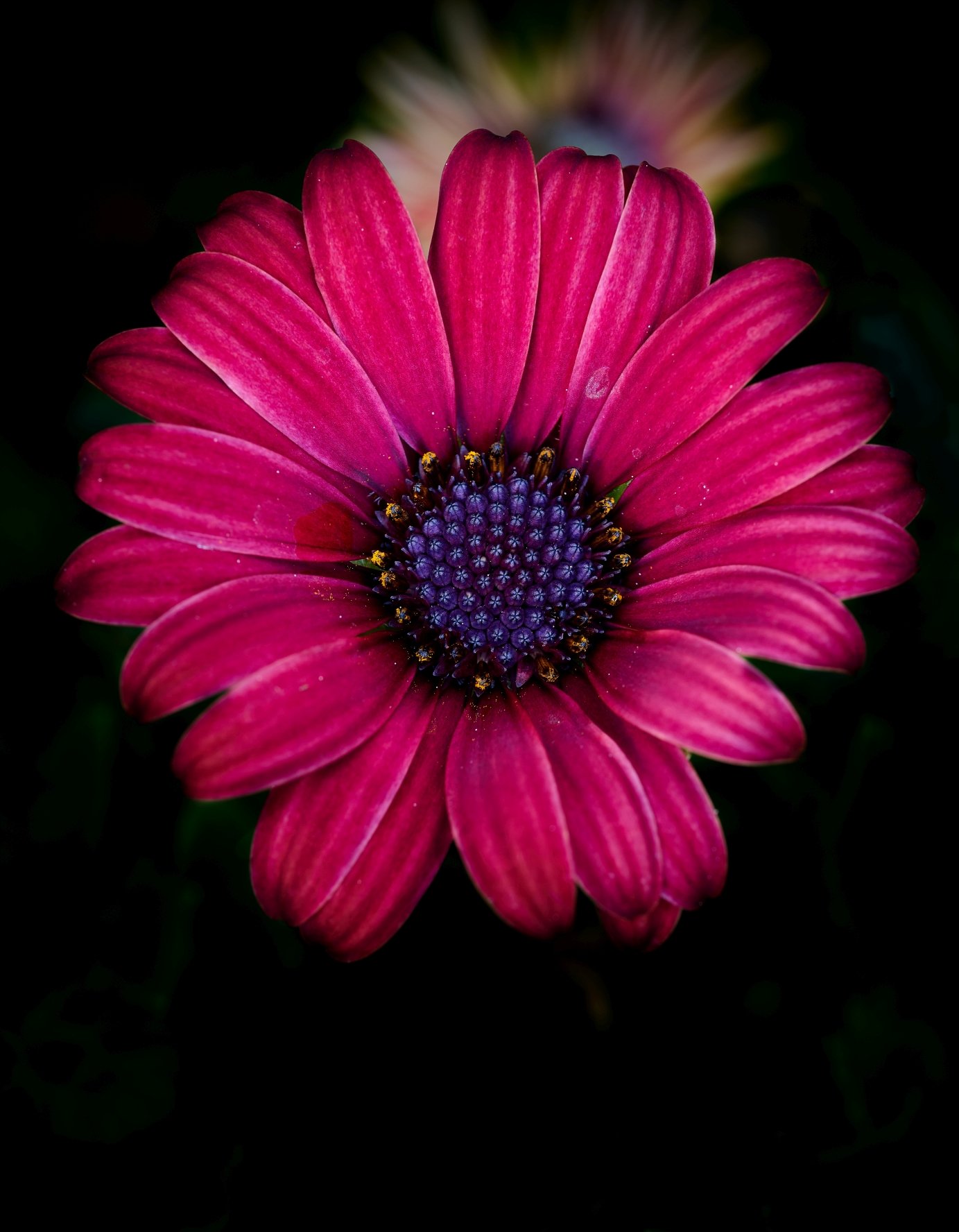 Close-up of a vibrant pink and purple flower with a dark background.