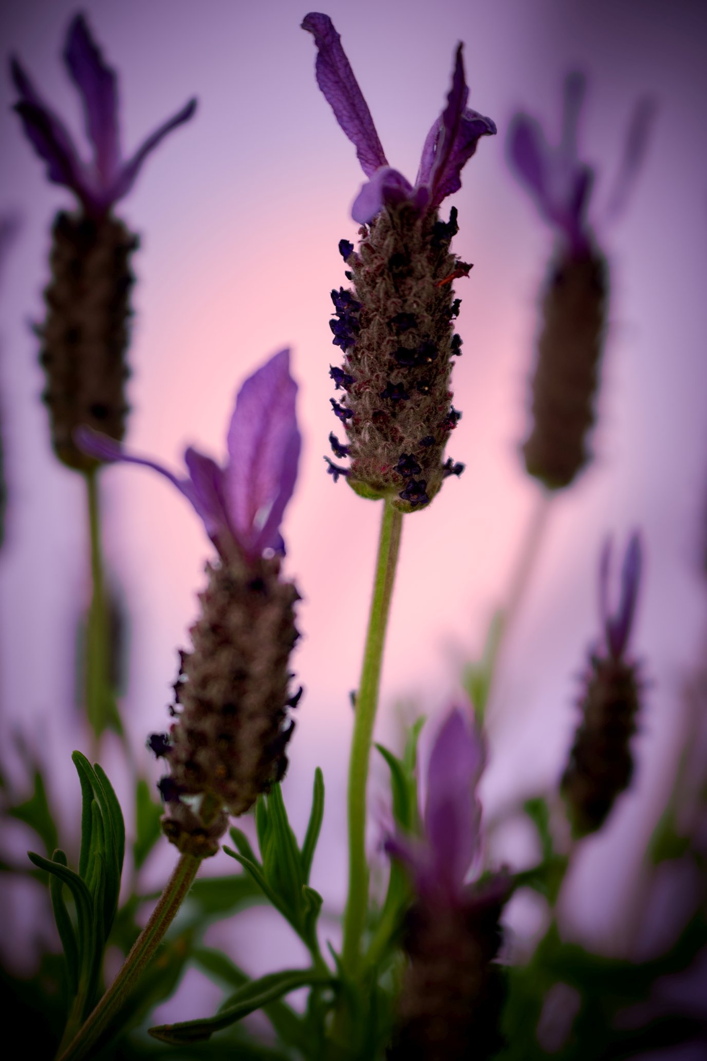 DSC_6158s.jpg