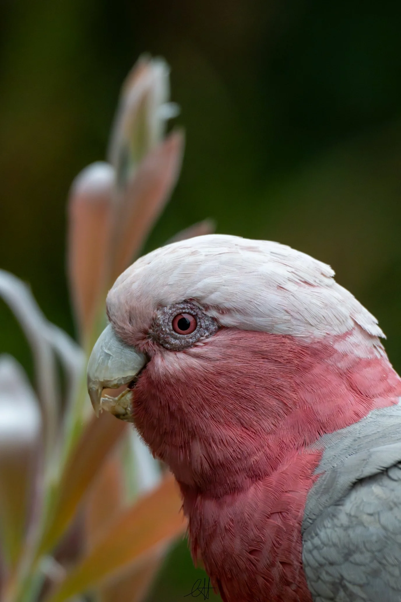 DSC_3785s1.jpg