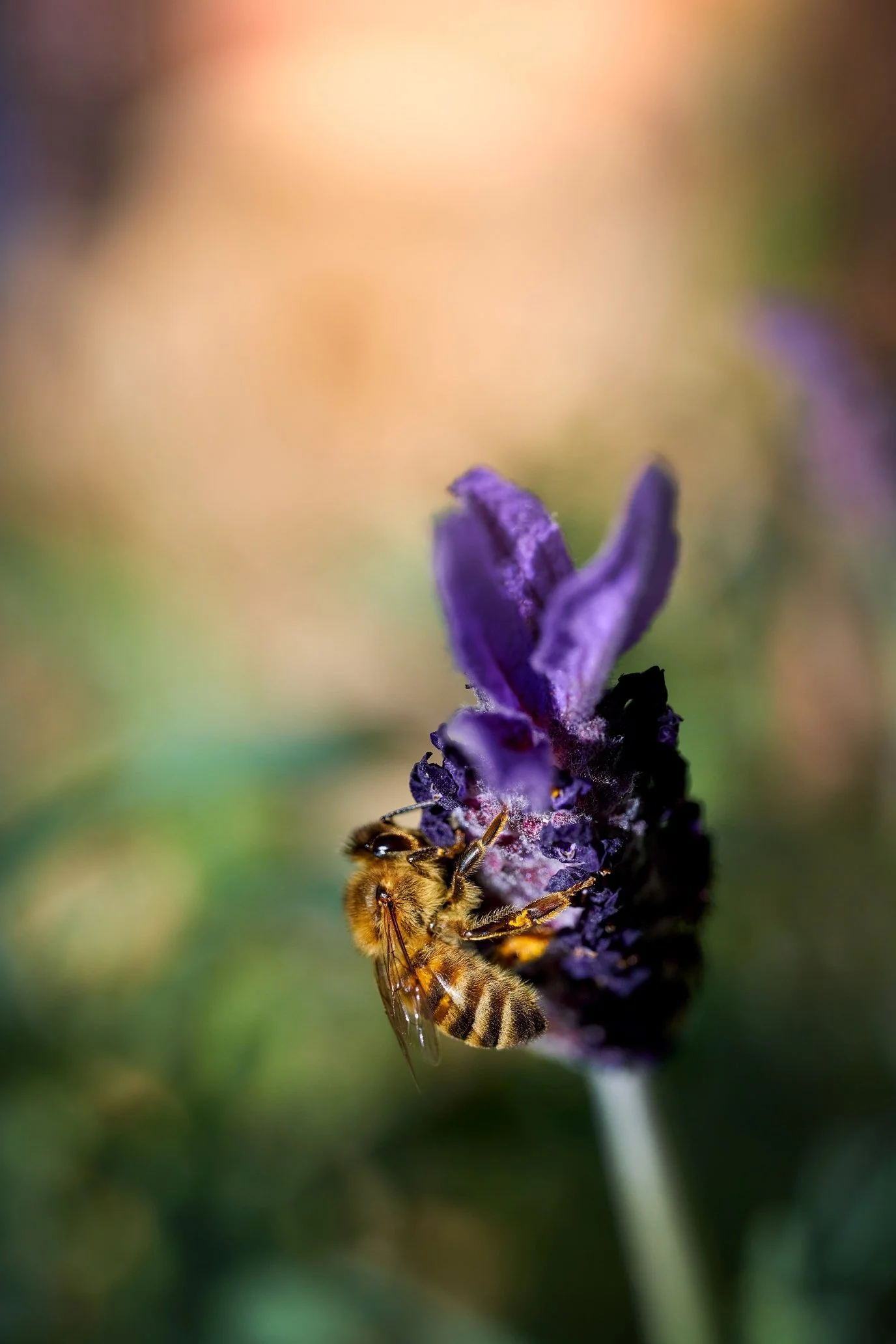 DSC_5851s.jpg