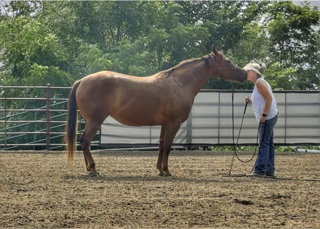 The Circle of Influence in Horsemanship