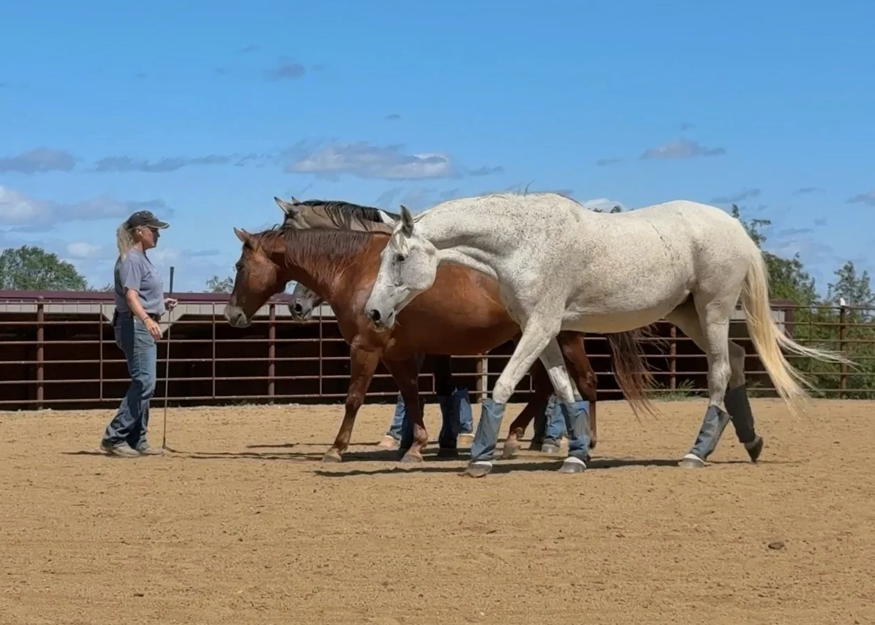 What Do Horses Need?