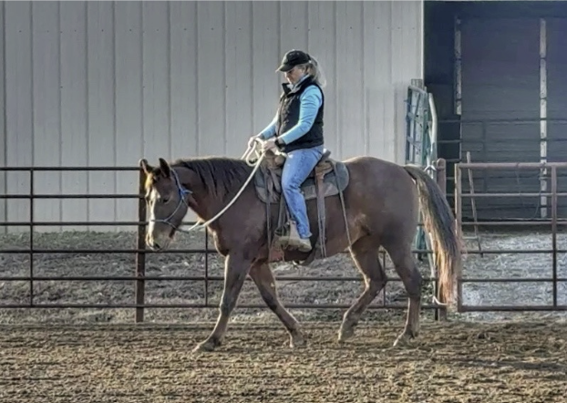 Accountability in Horsemanship: Owning Your Journey with Your Horse