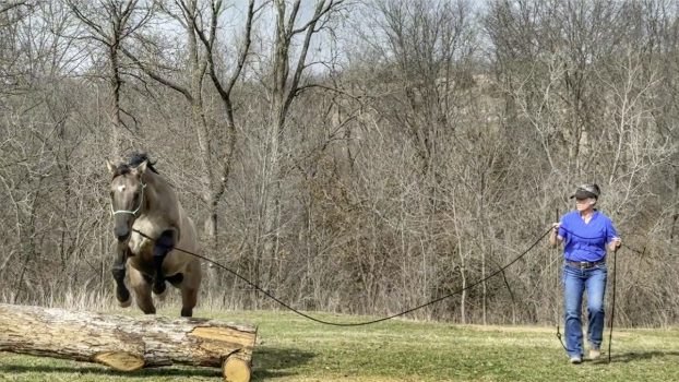 Emotional Maturity in Horsemanship: