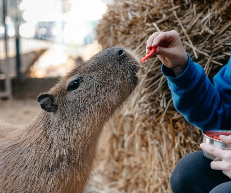 Mini zoo &amp; bistro Papugarnia Gdańsk