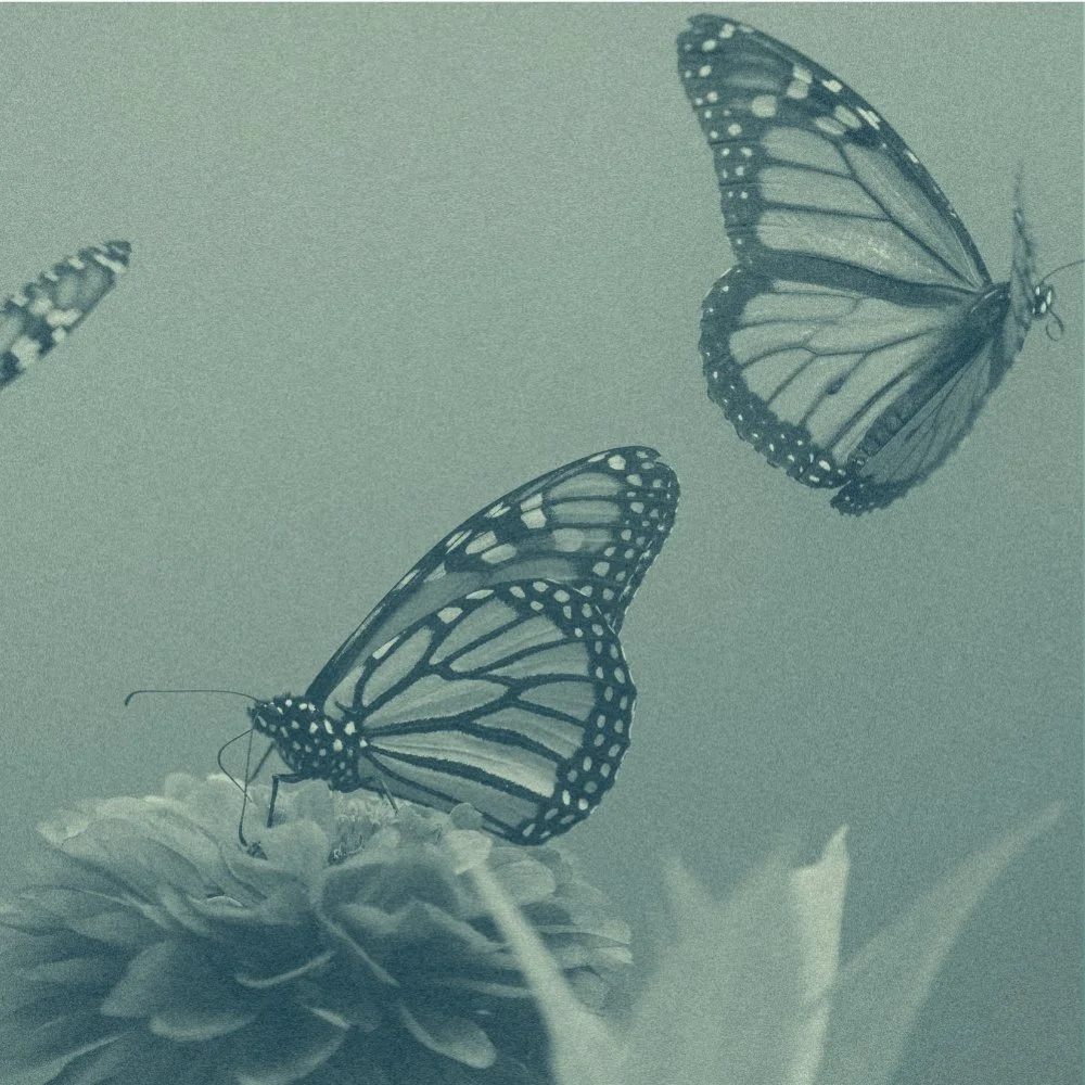 Journey Meditation.jpg