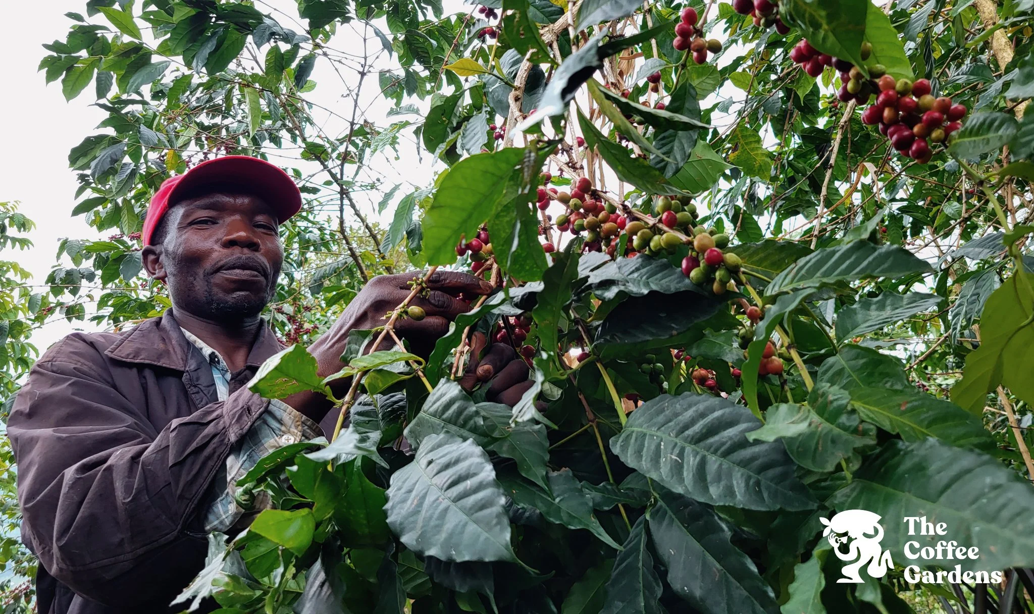 Uganda - Enkobe