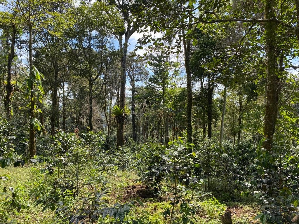 Flores 2.jpg